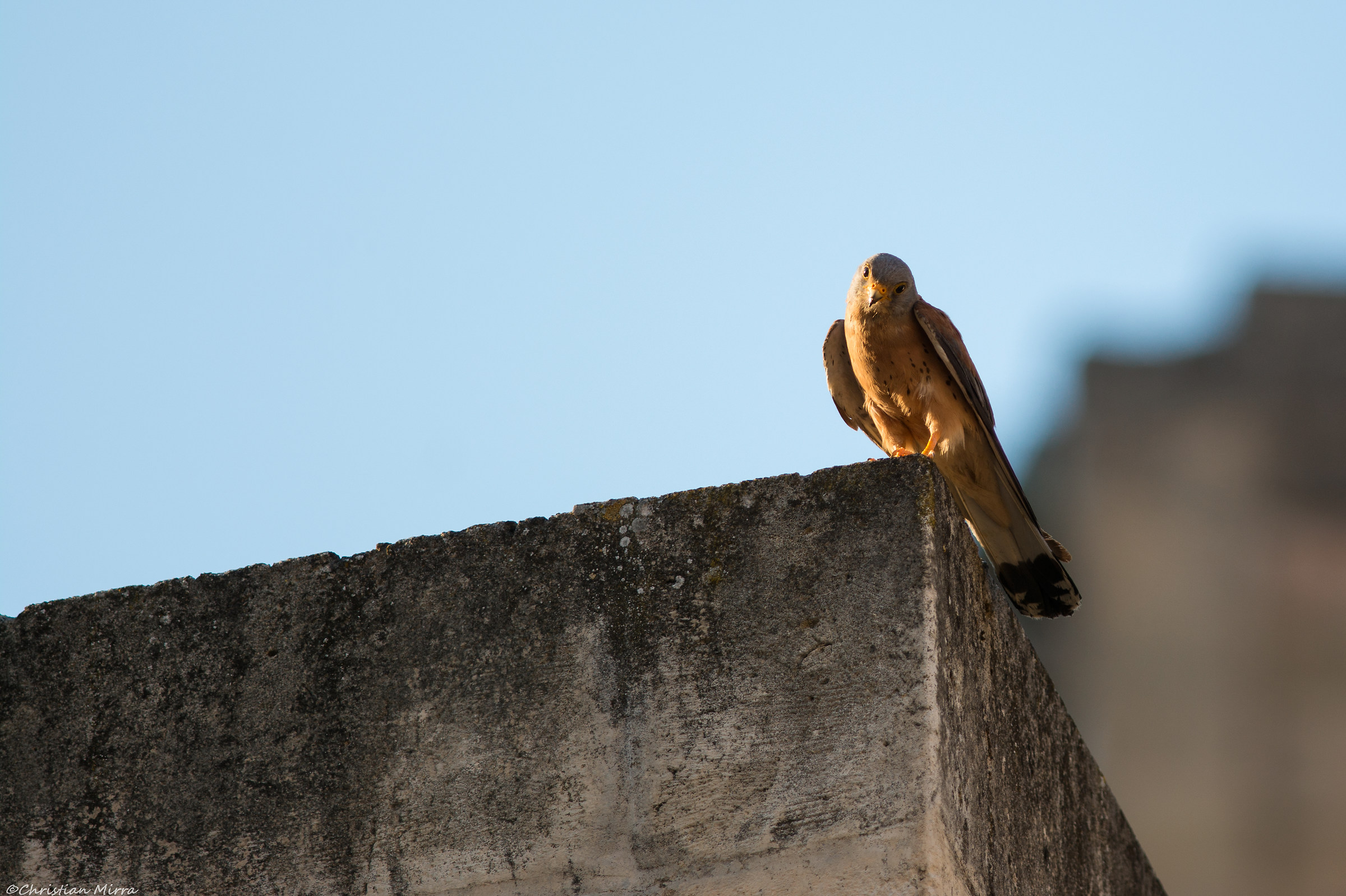 dad lesser kestrel