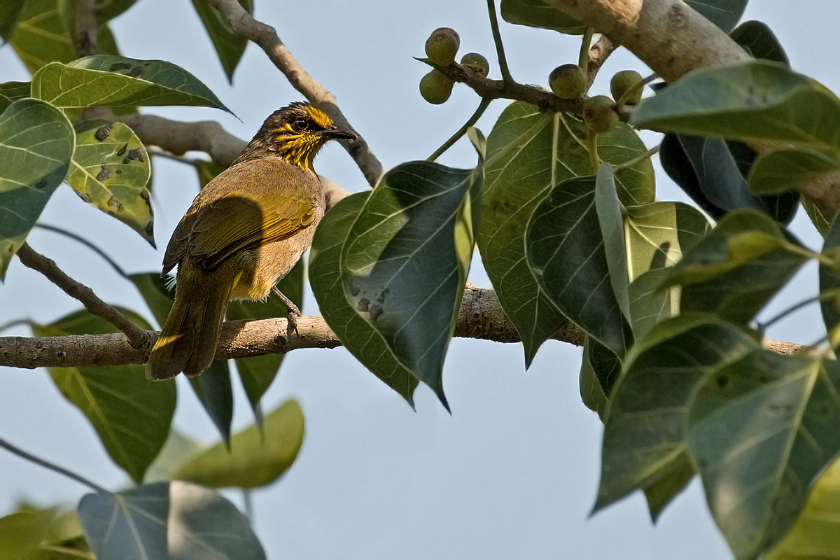 Stripe-throated Bulbul