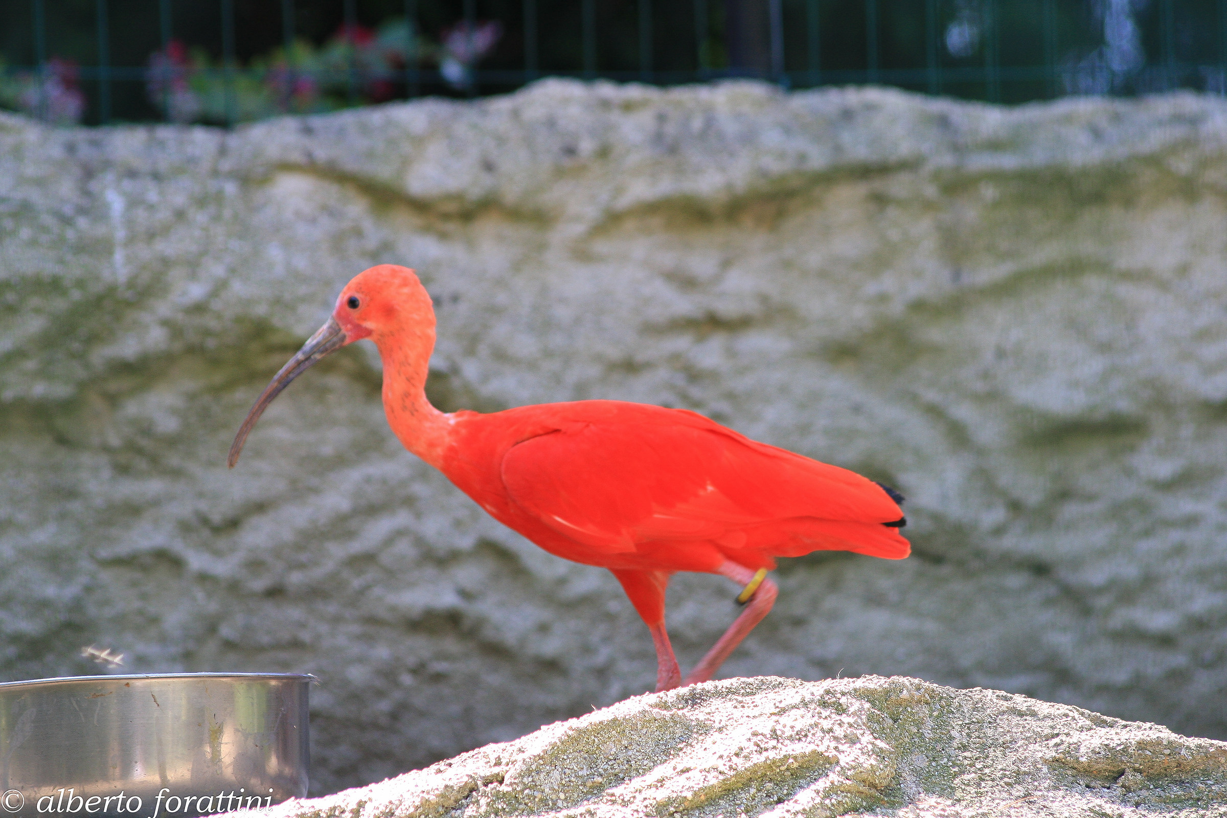 ibis rosso