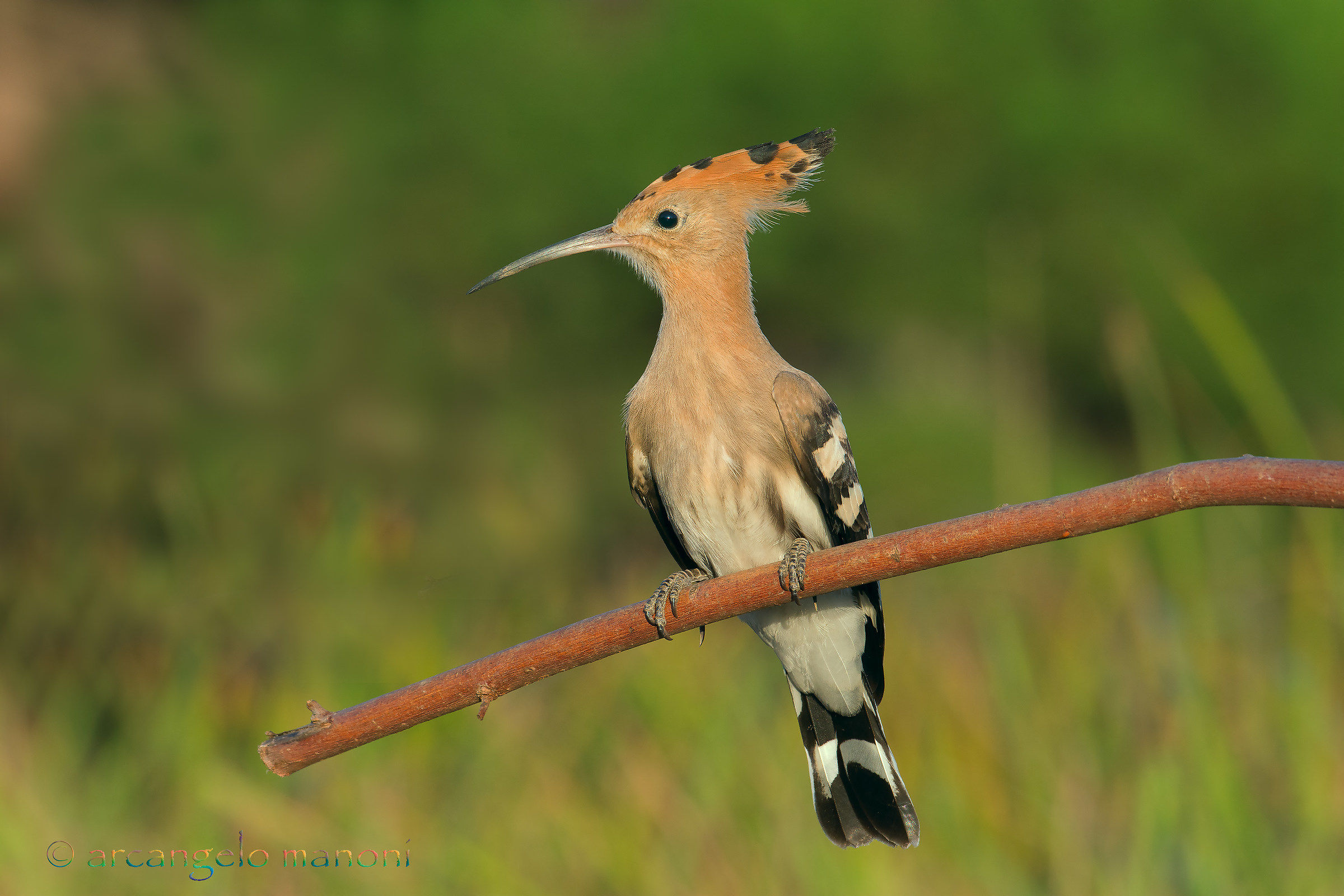 Altro upupa in posa per me