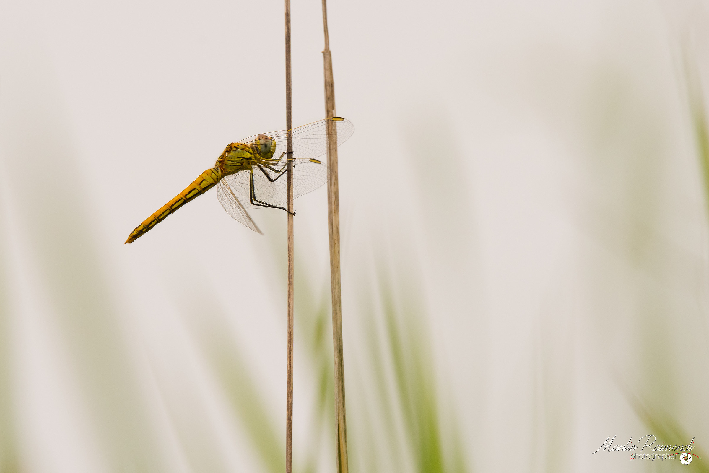 Libellula