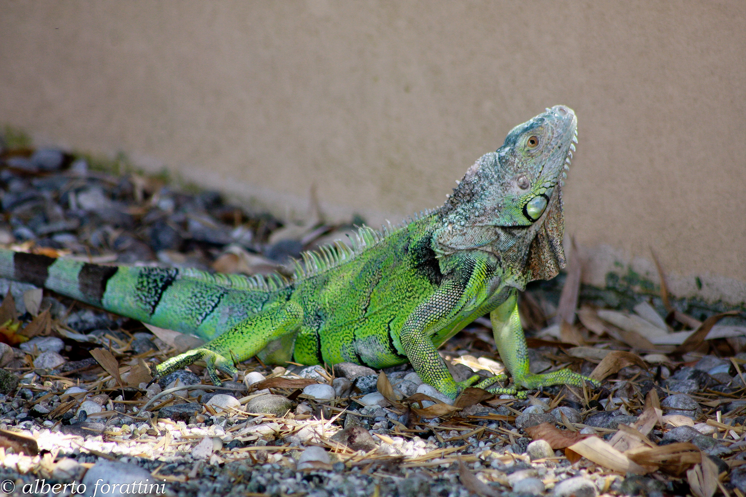 iguana verde
