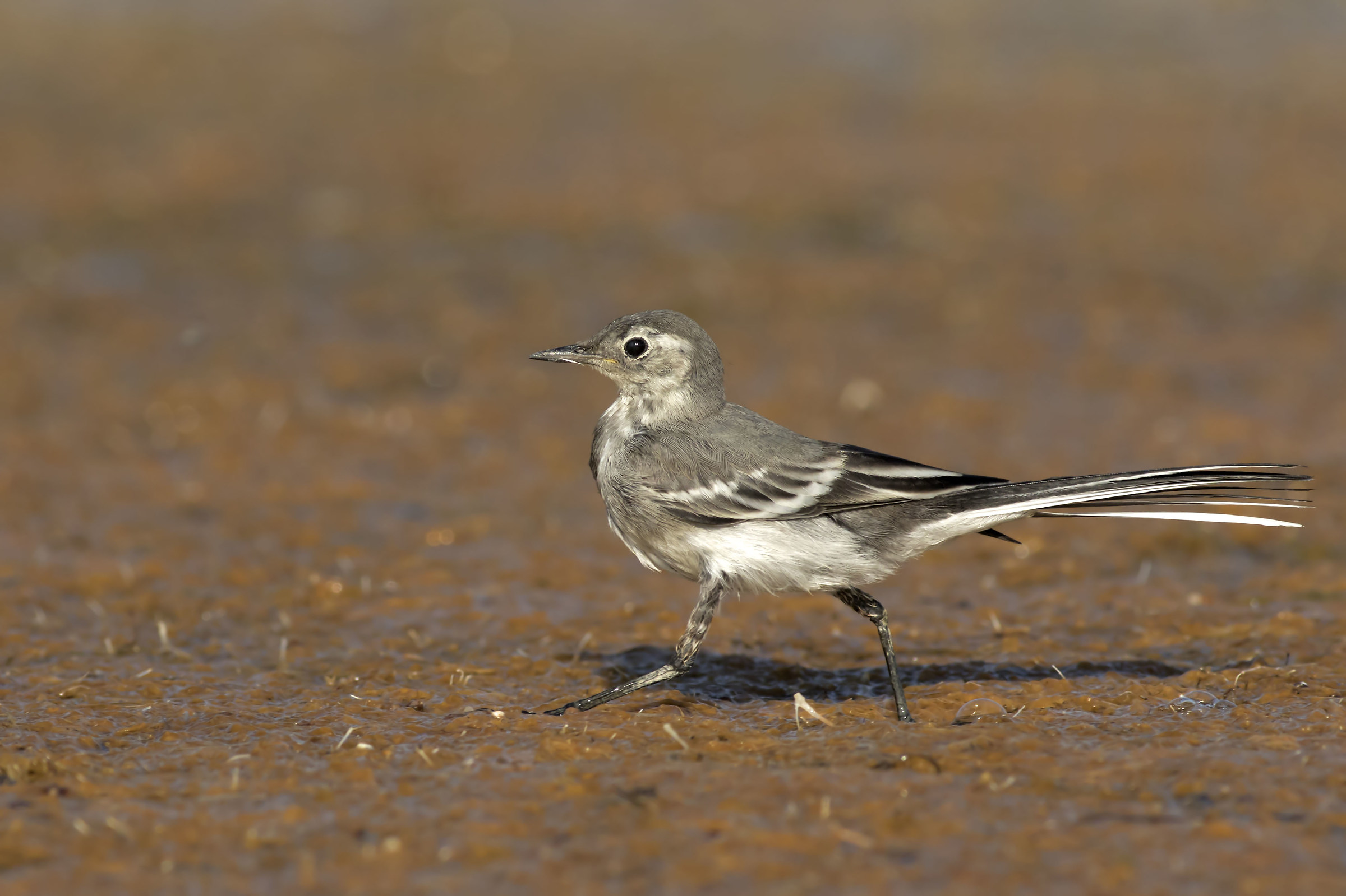 White Ballerina Juv.
