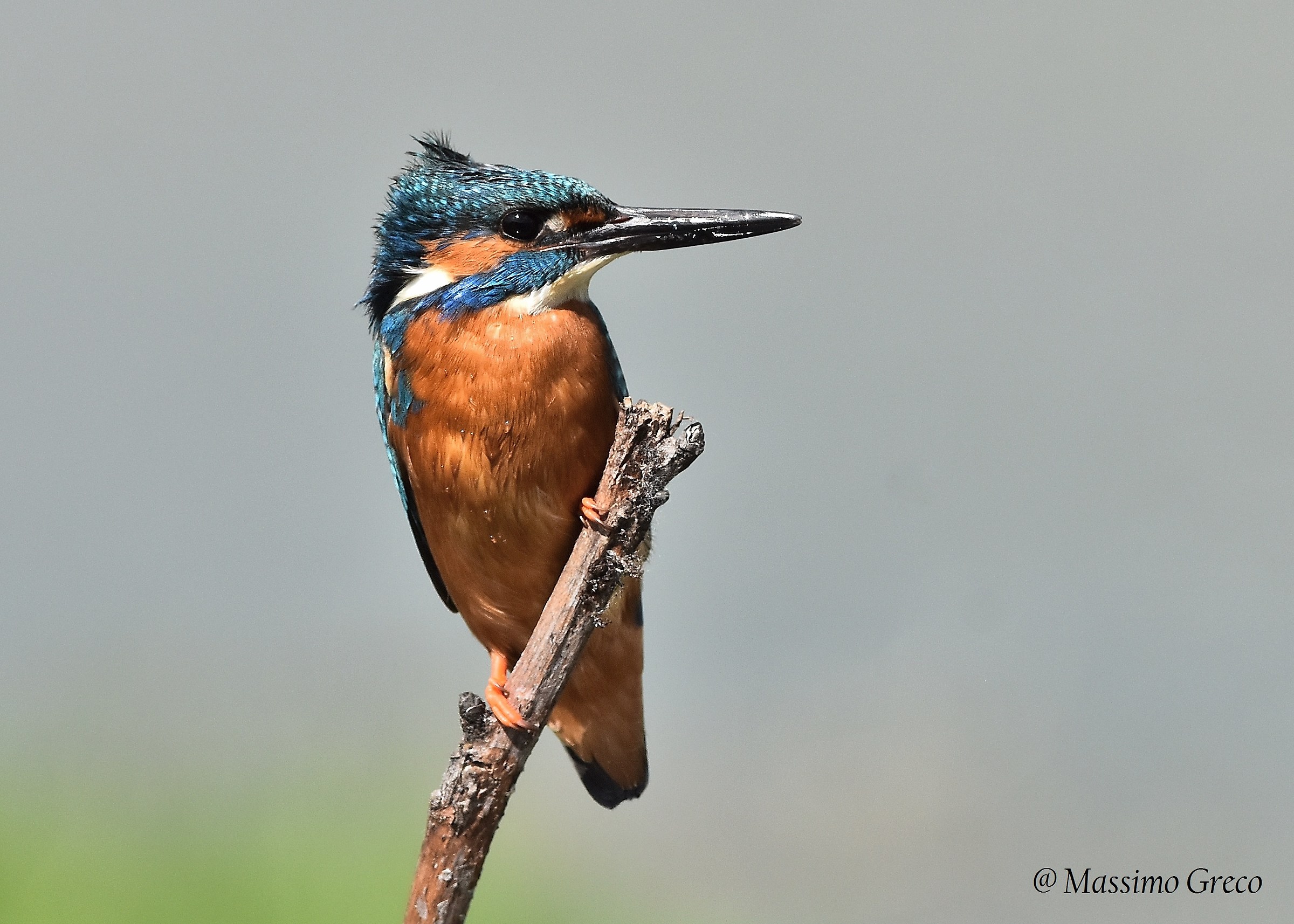 Maschio di Martin pescatore ..col vento di poppa