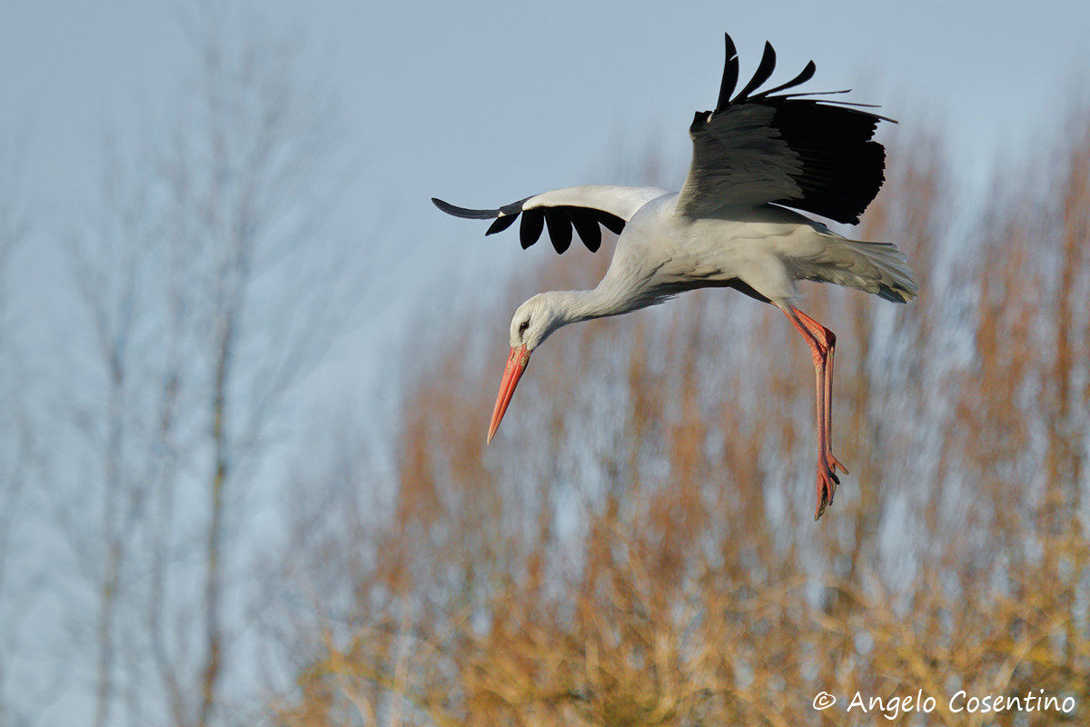 Cicogna in atterraggio