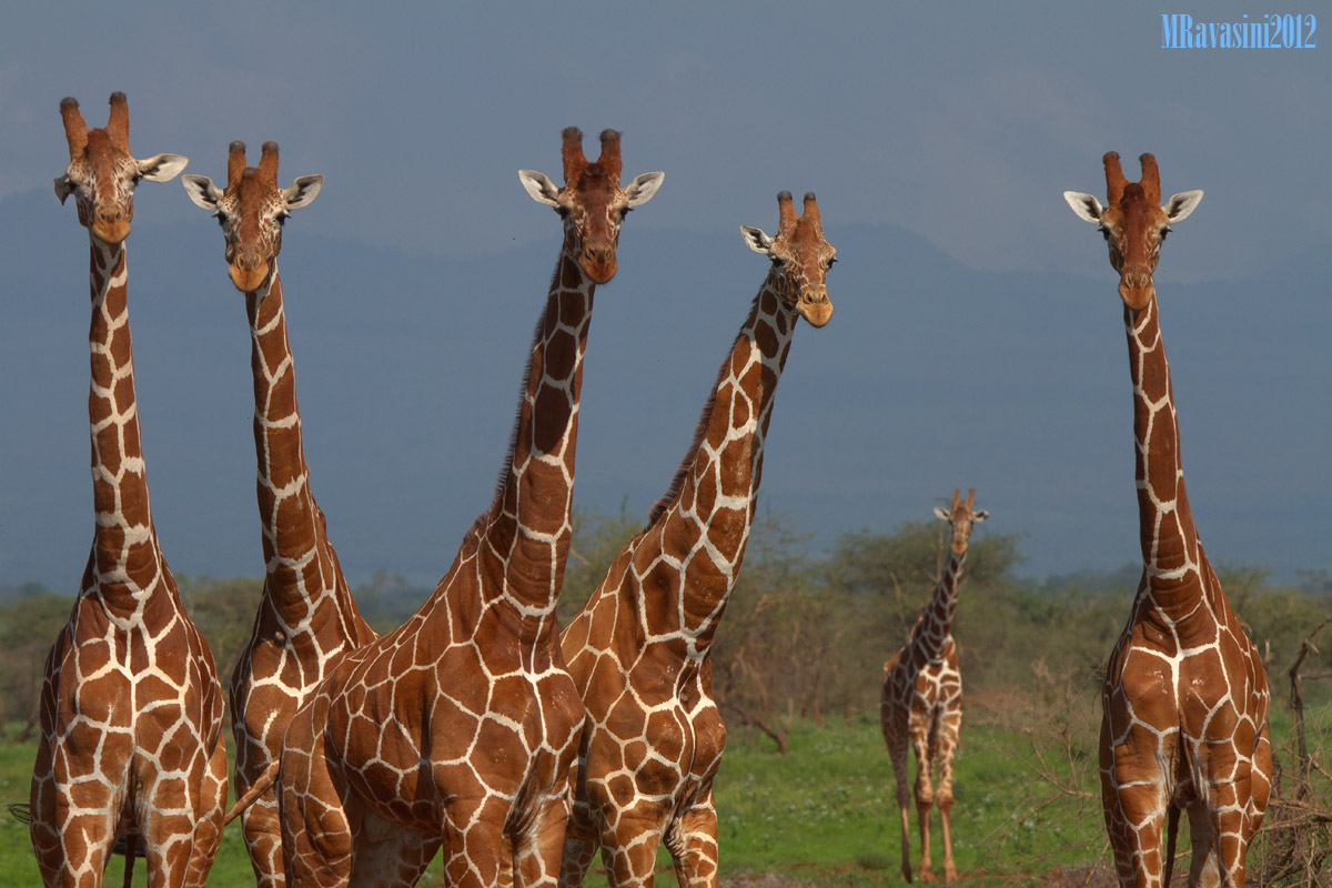 Giraffes looking me for welcome me again