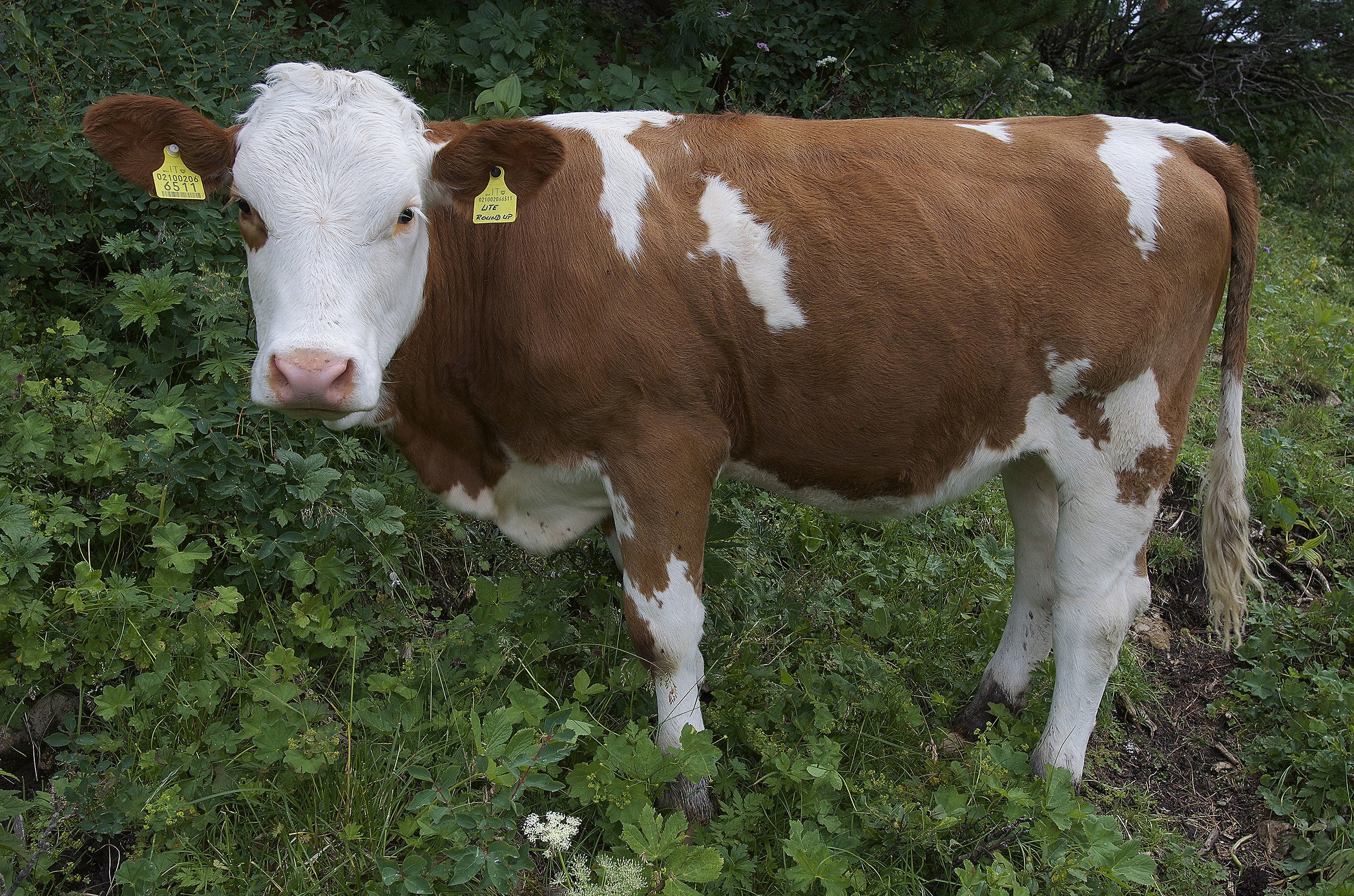 021002066511 Lite Round Up