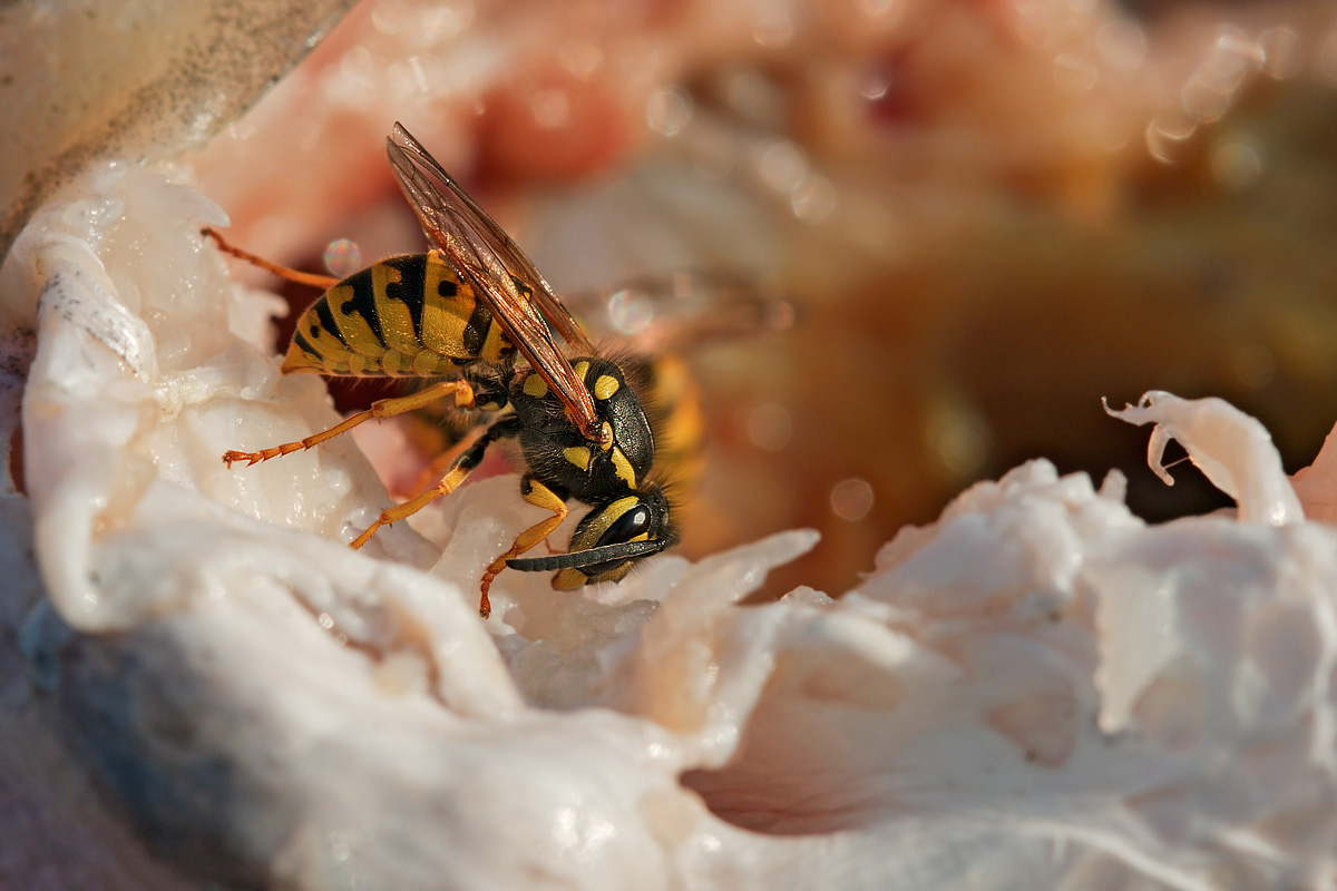 Vespa and fish carcass