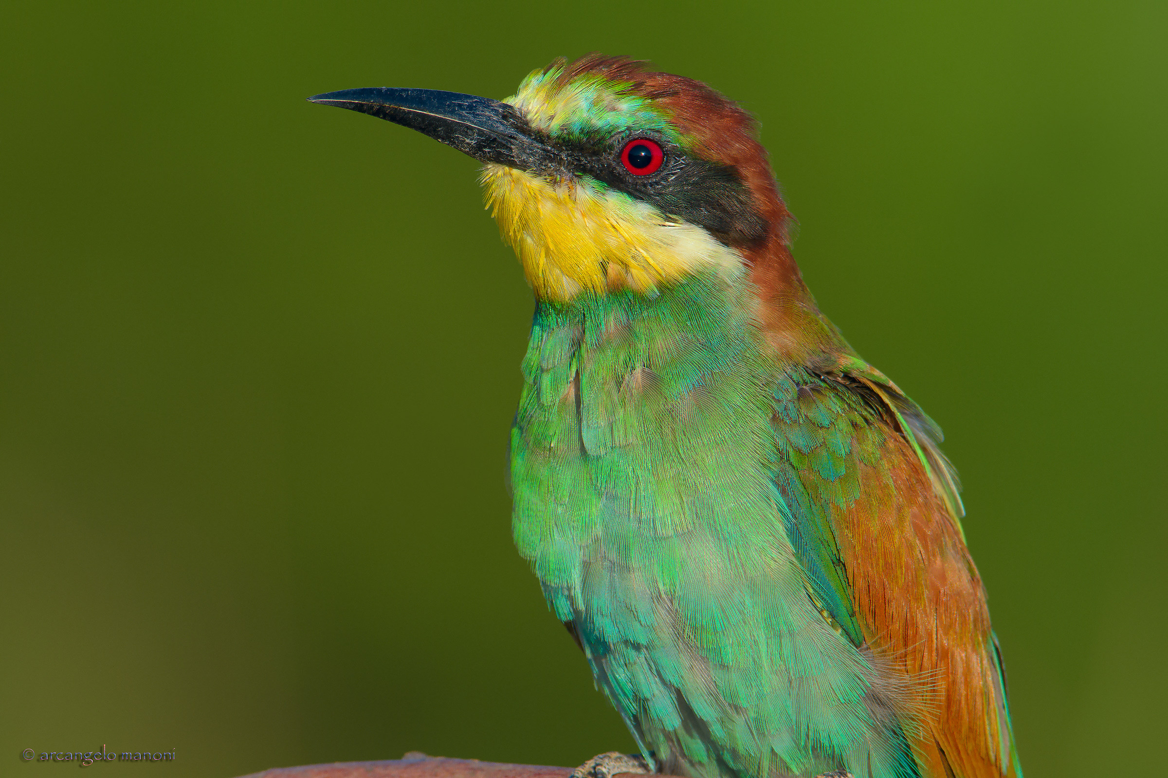 Contiamo le penne al gruccione