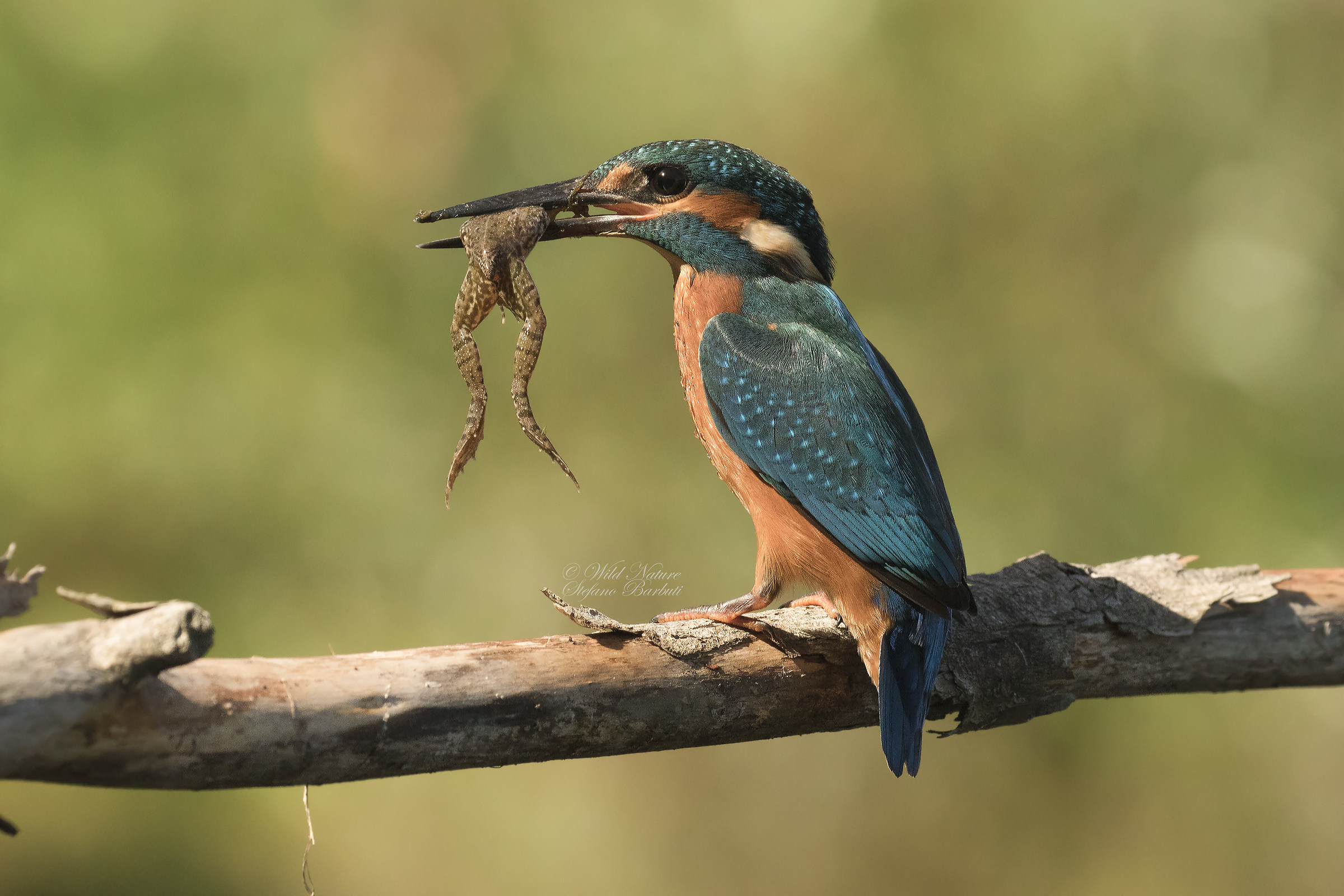 Good meal for the young Martino ...