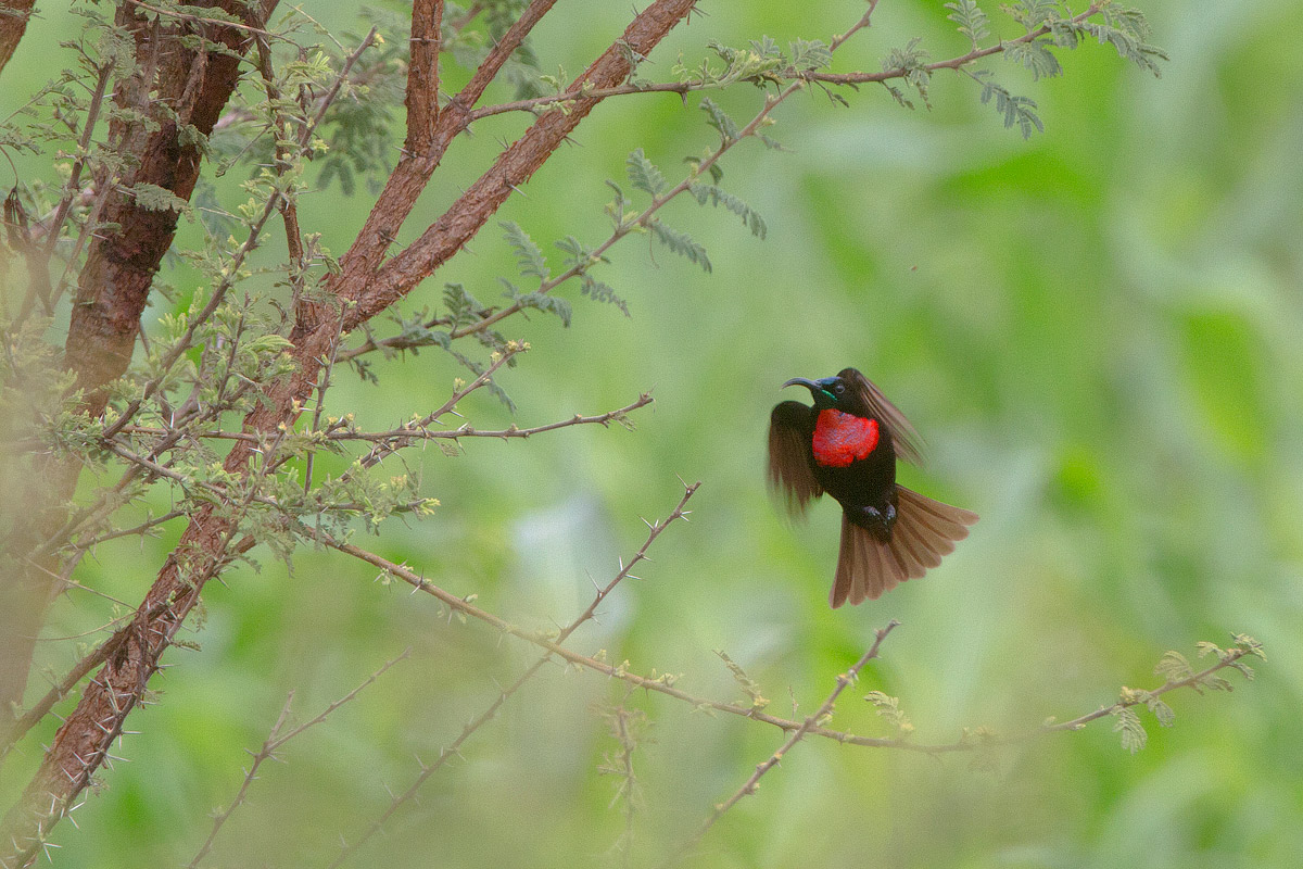 Scarlet-chested sunbird male (Nectarinia senegalensis)