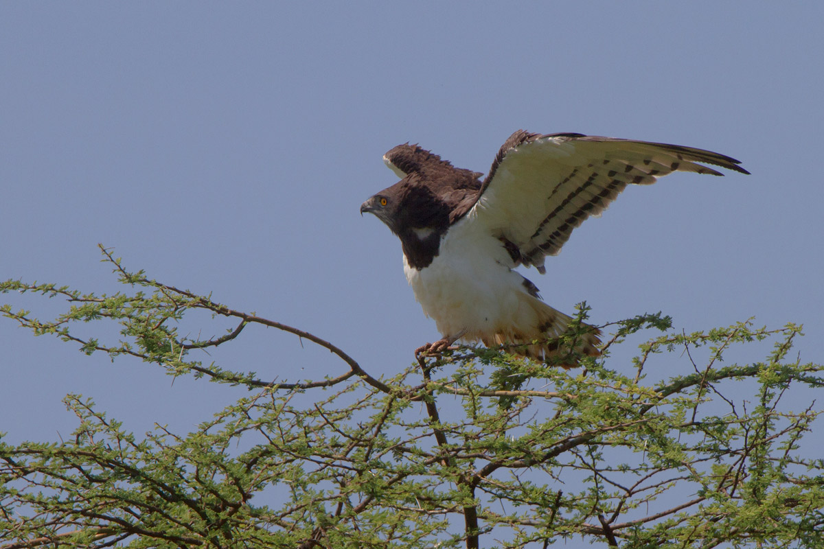 Black-chested Snake-eagle (Circus pectoralis)