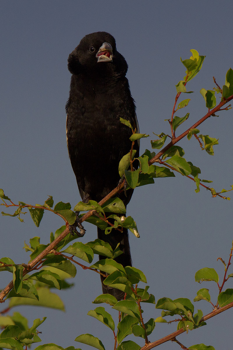 White-winged Widowbird (Euplectes albonotus eques)