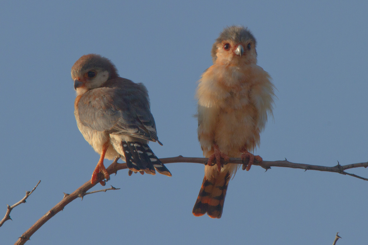 Pygmy Falcon (Polihierax semitorquatus castanonotus)