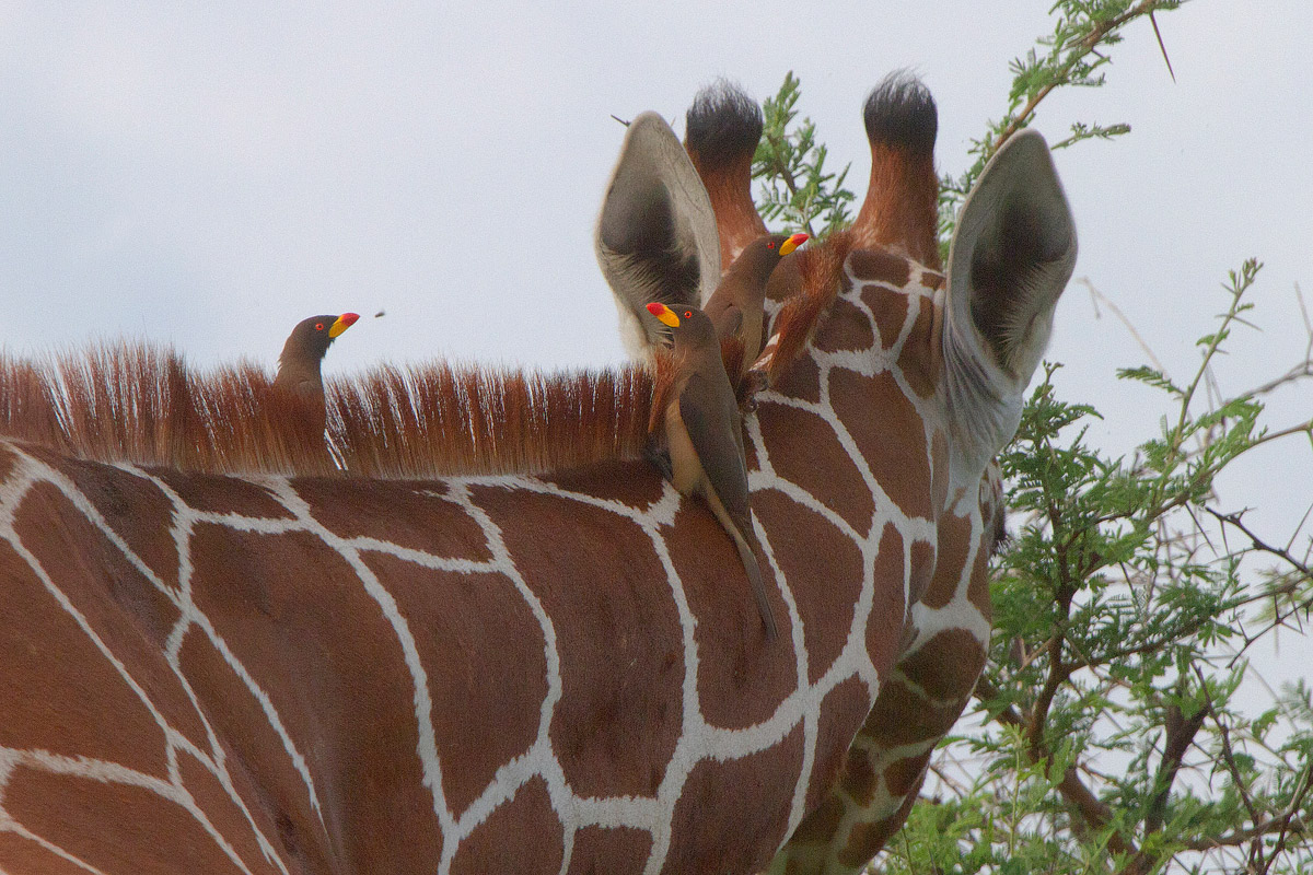 Yellow-billed Oxpecker (Buphagus africanus)