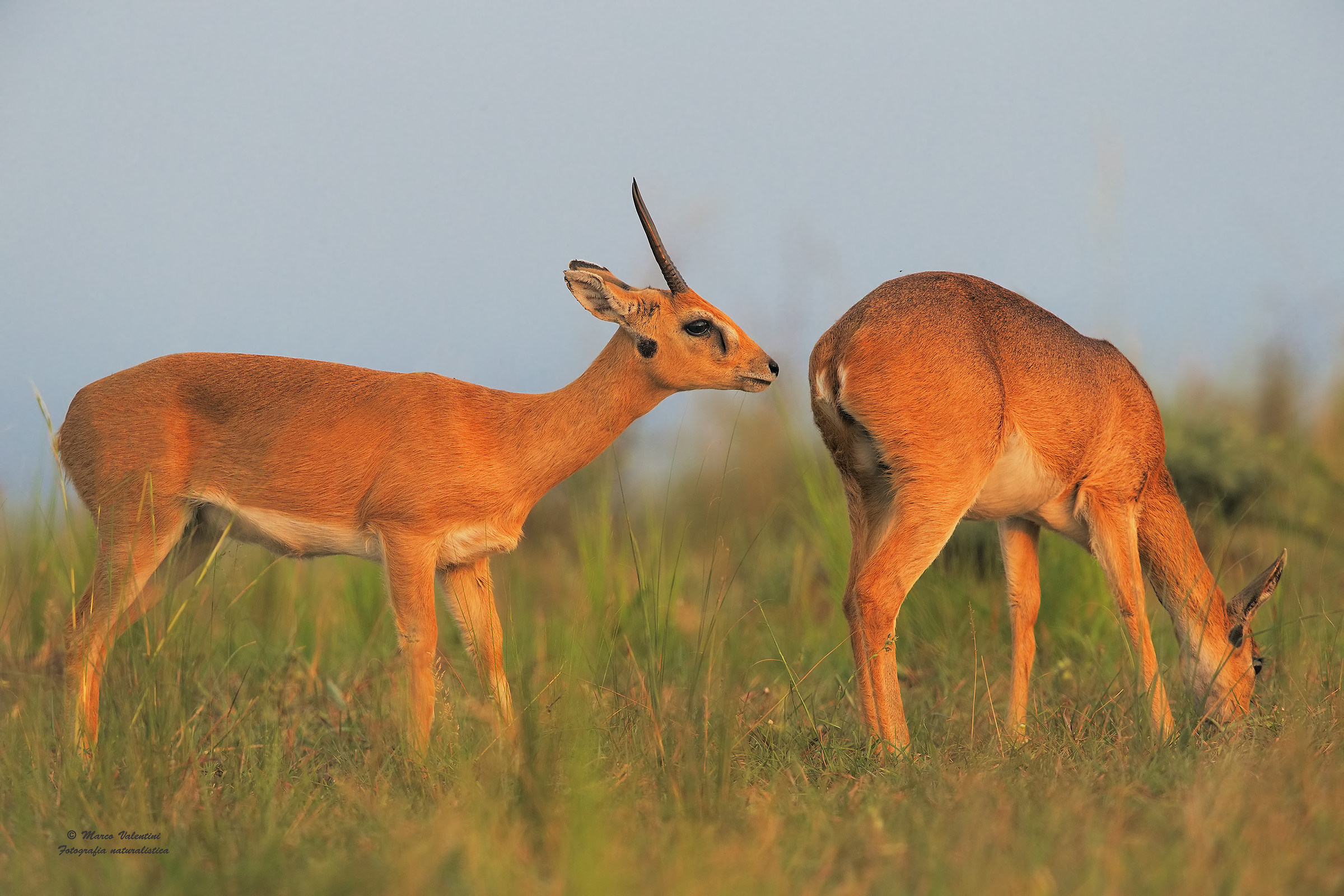 Oribi - corteggiamento