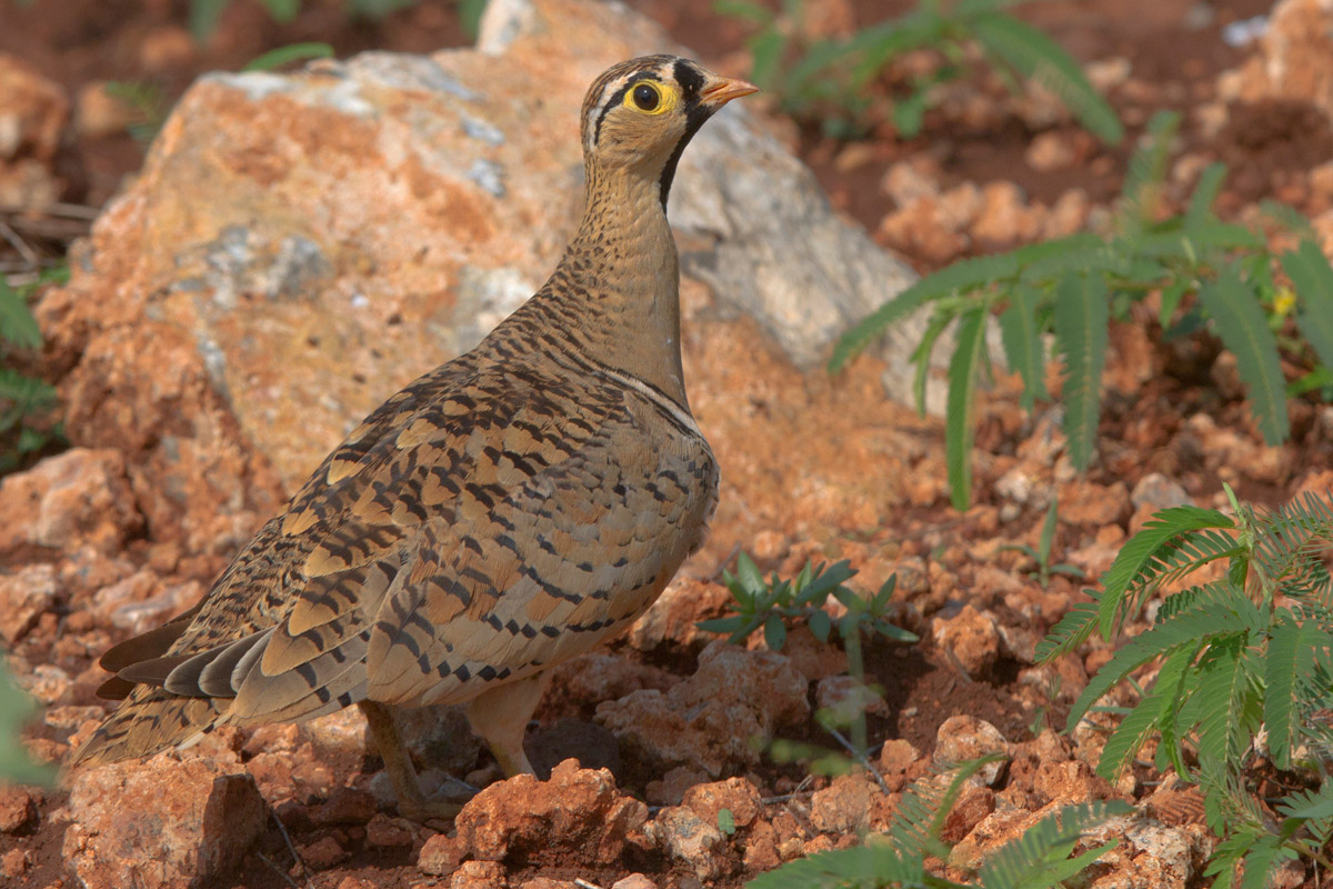 Black-faced Sandgrouse (Pterocles decoratus)