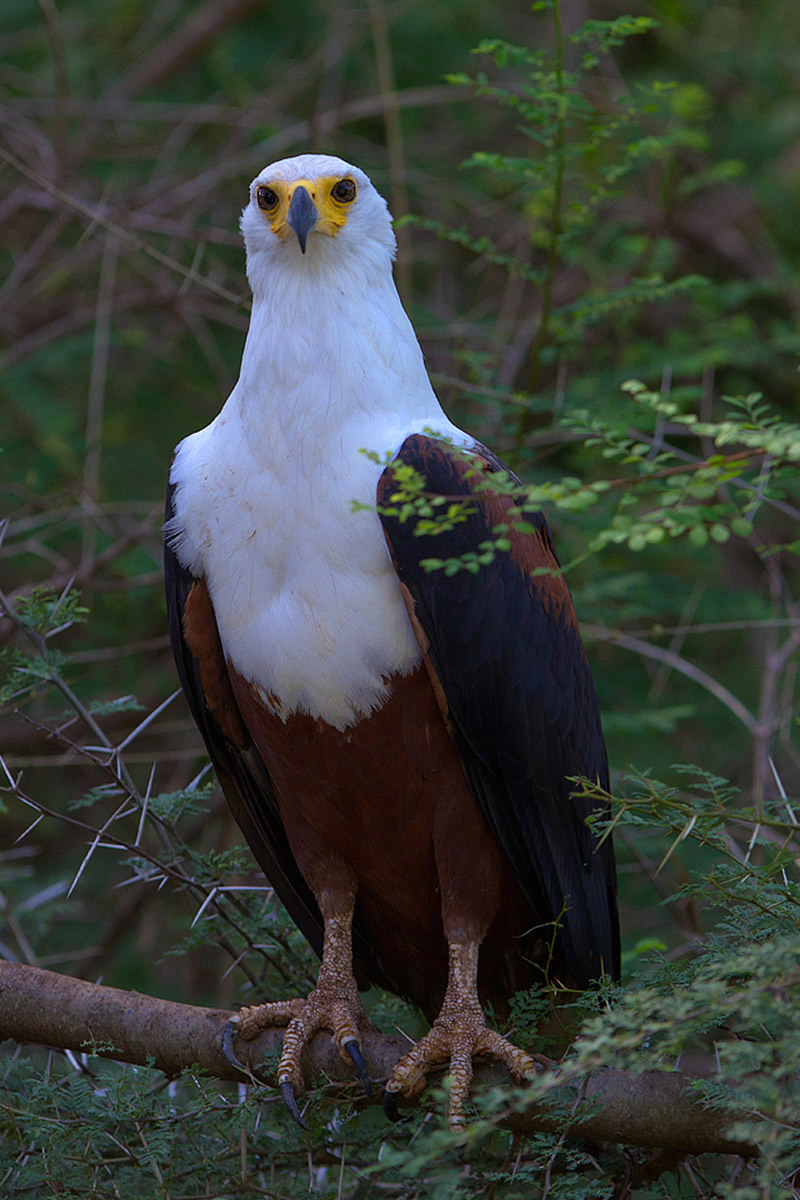 African Fish Eagle (Haliaeetus vocifer) in the shadow