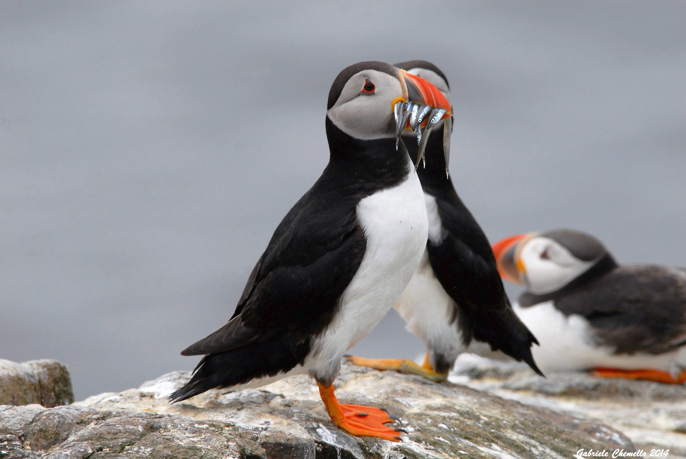 Ho fatto la spesa... 2