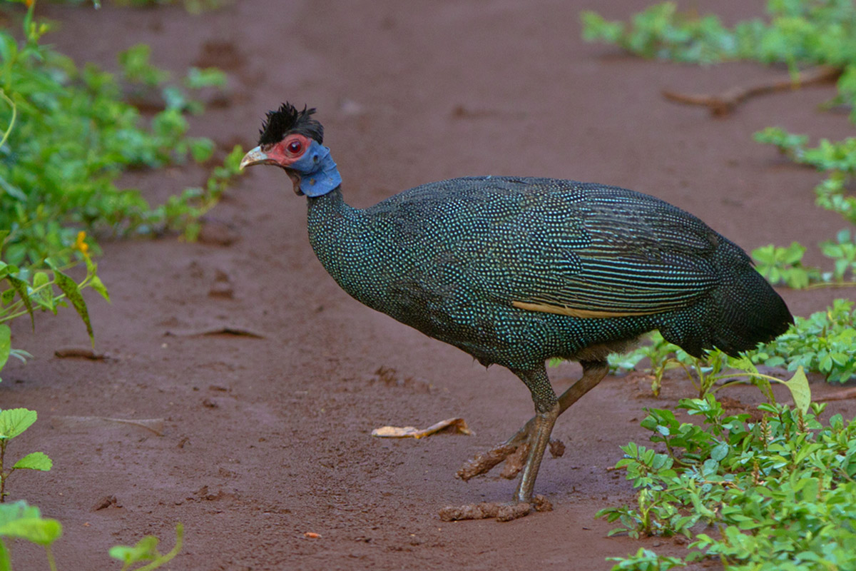 Crested Guineafowl (Guttera pucherani)