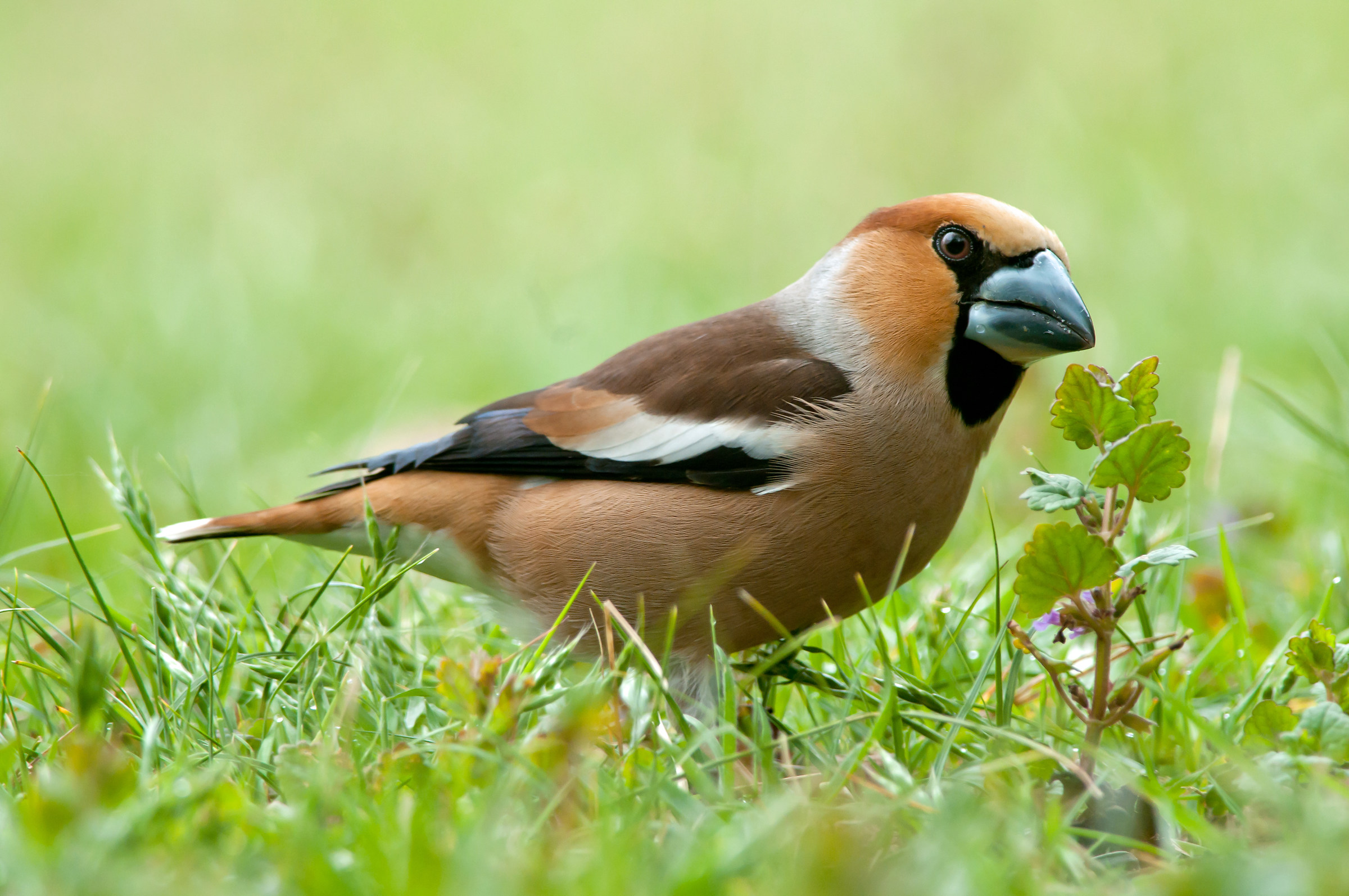 hawfinch
