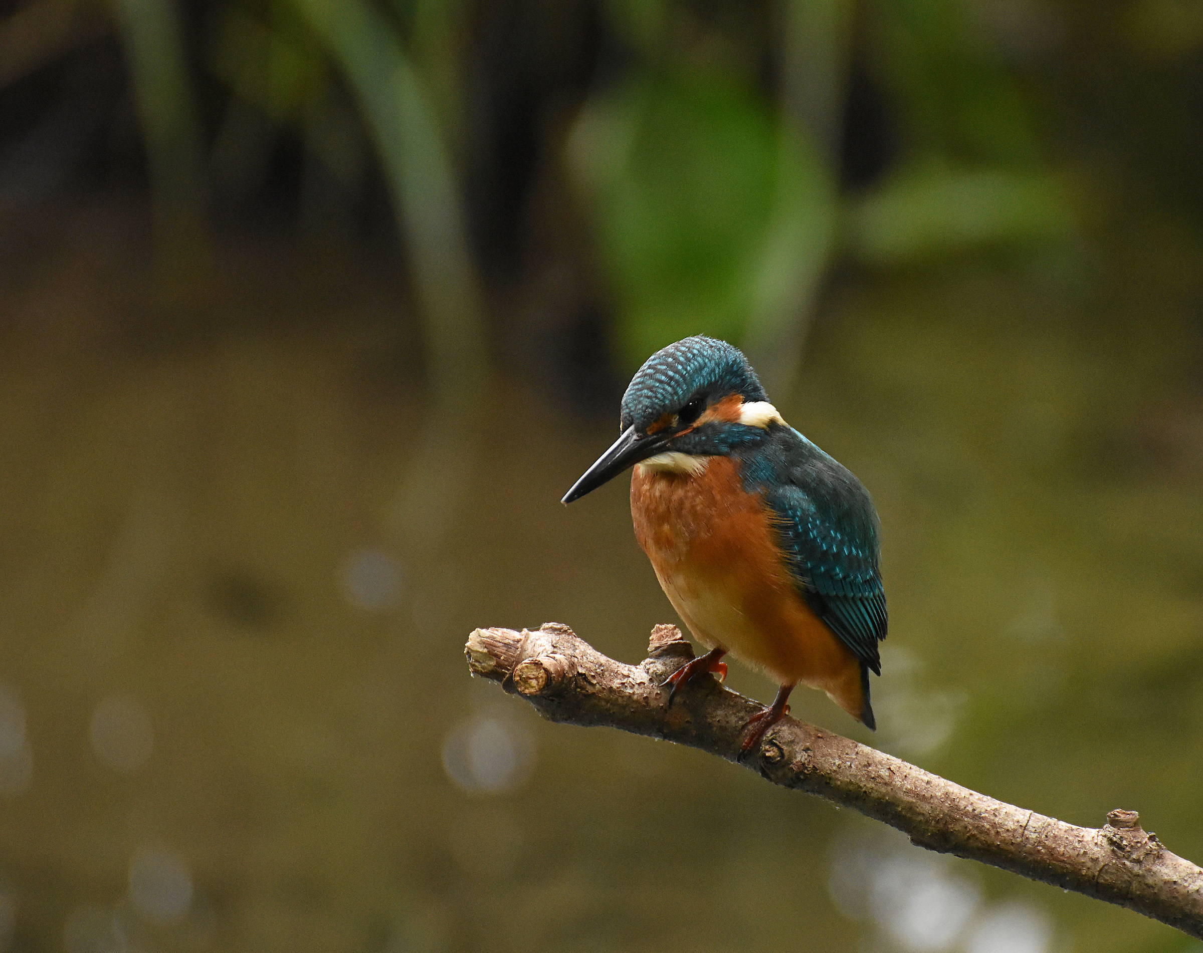 kingfisher