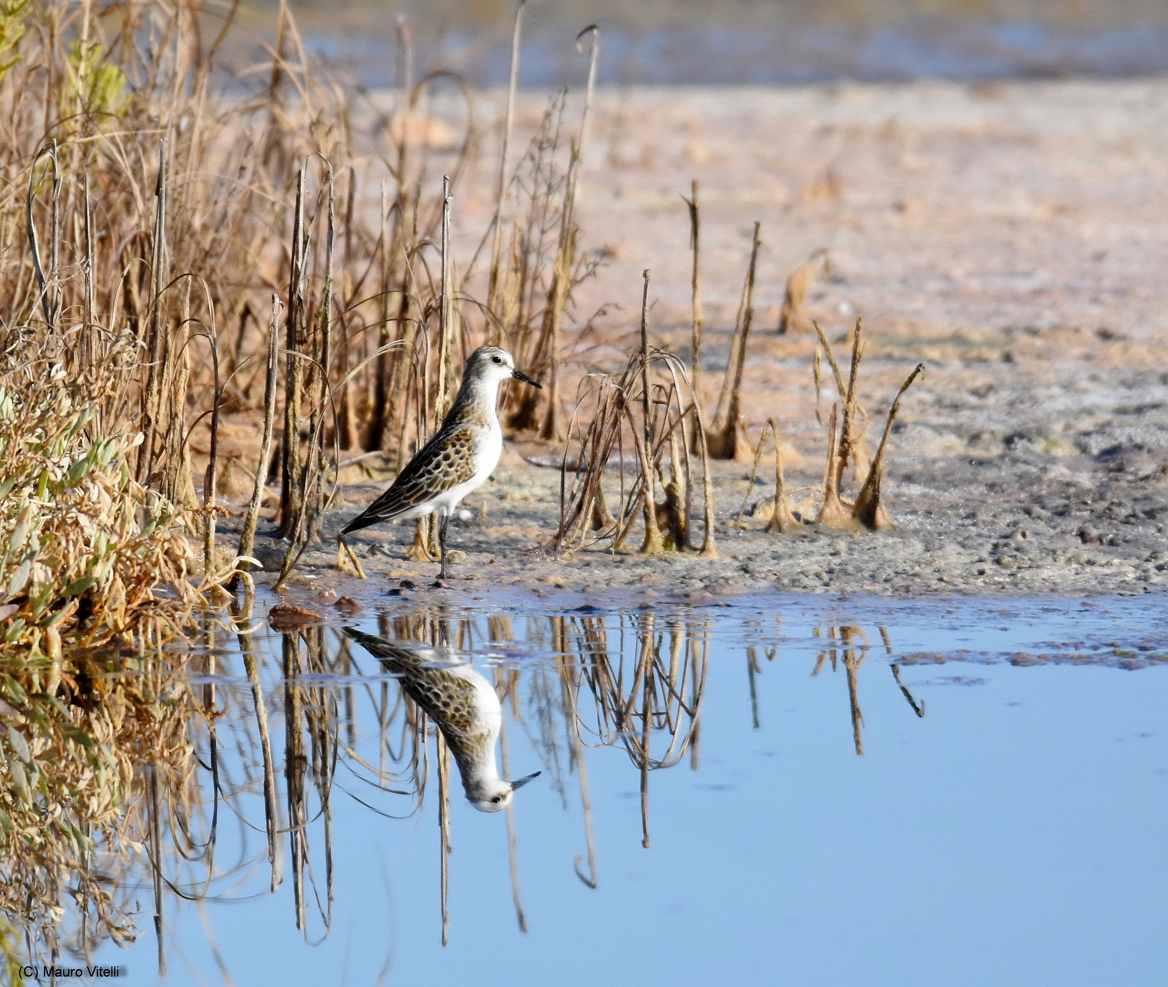 Sanderling