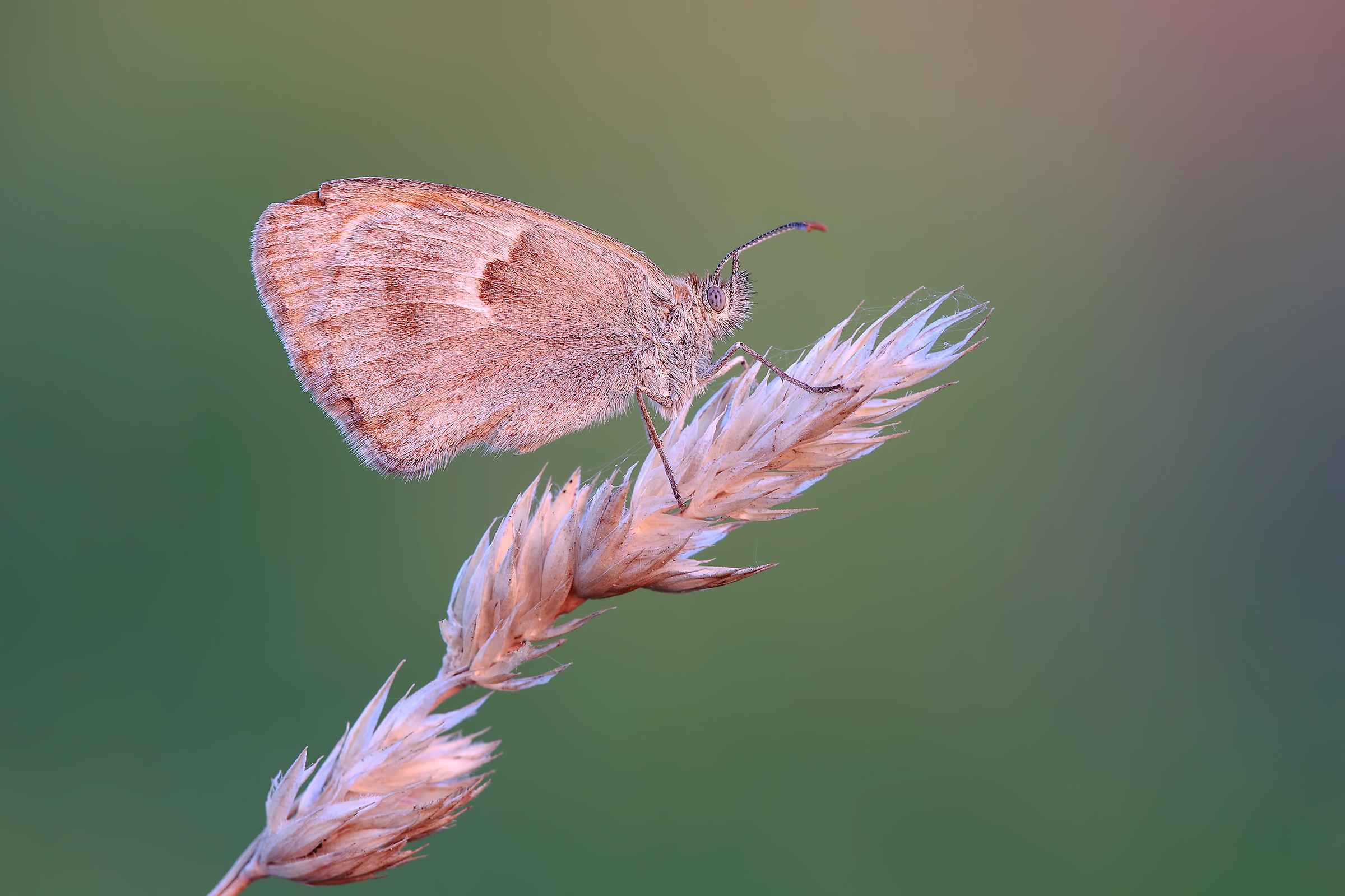 Coenonympha Pamphilus