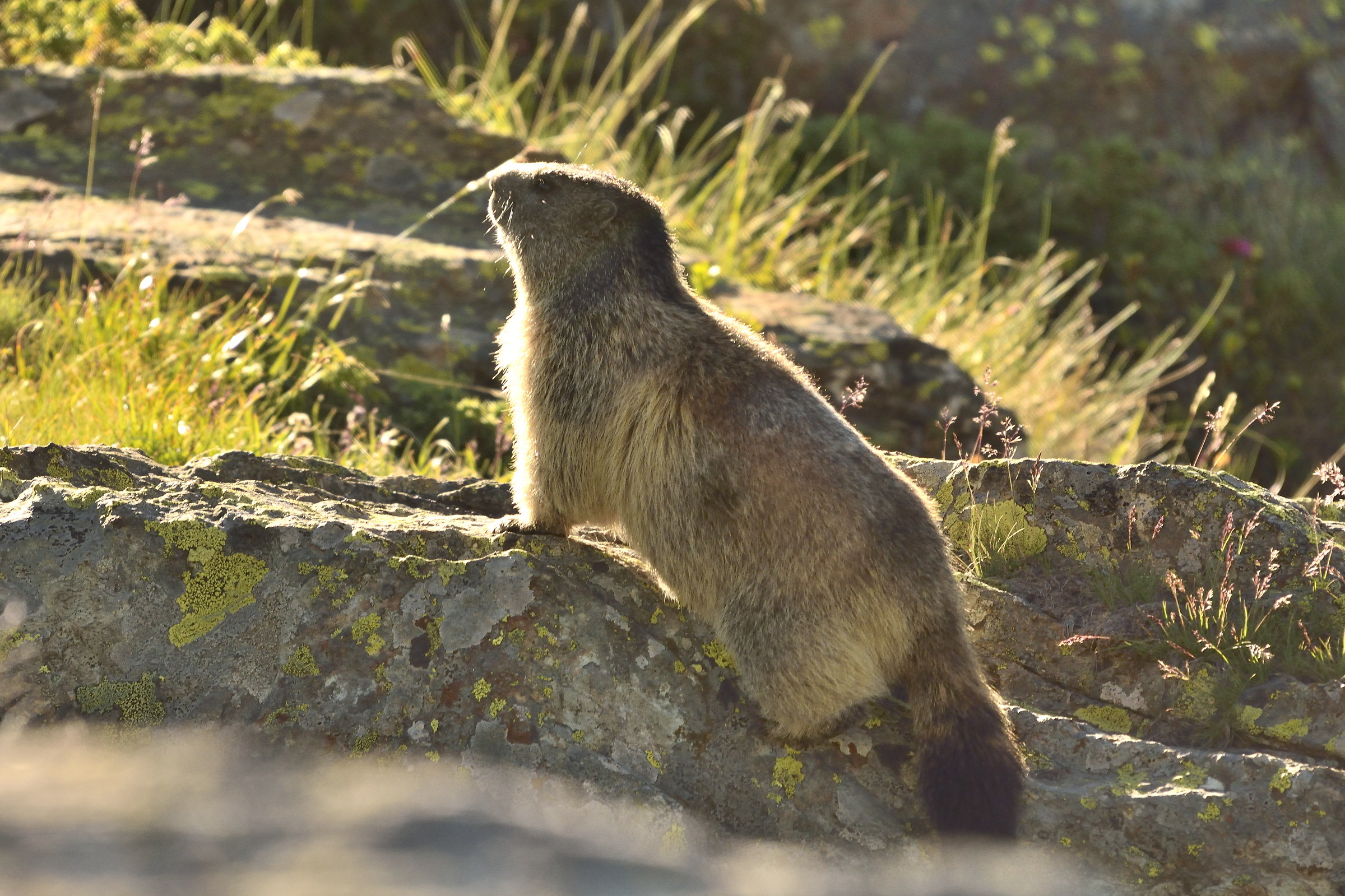 surrounded by marmots