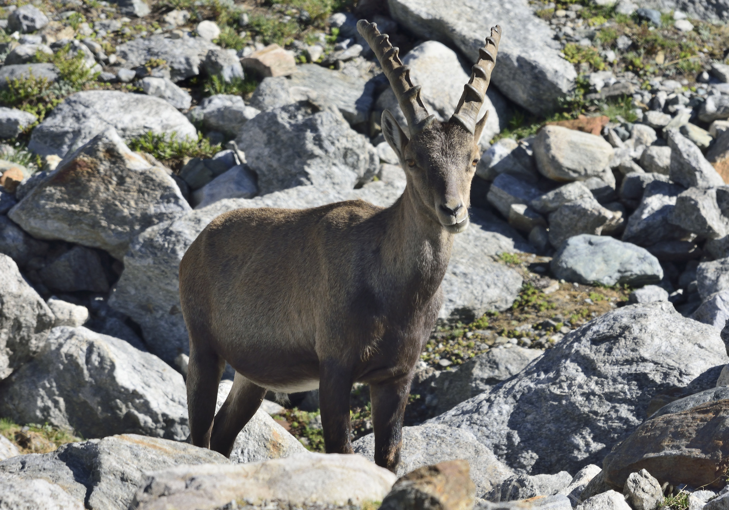 first meetings at 2700m