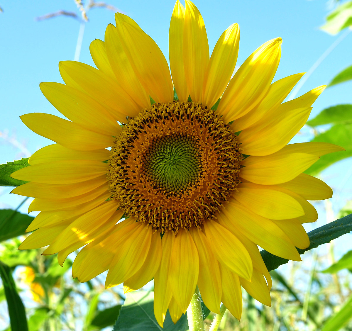 Sunflower