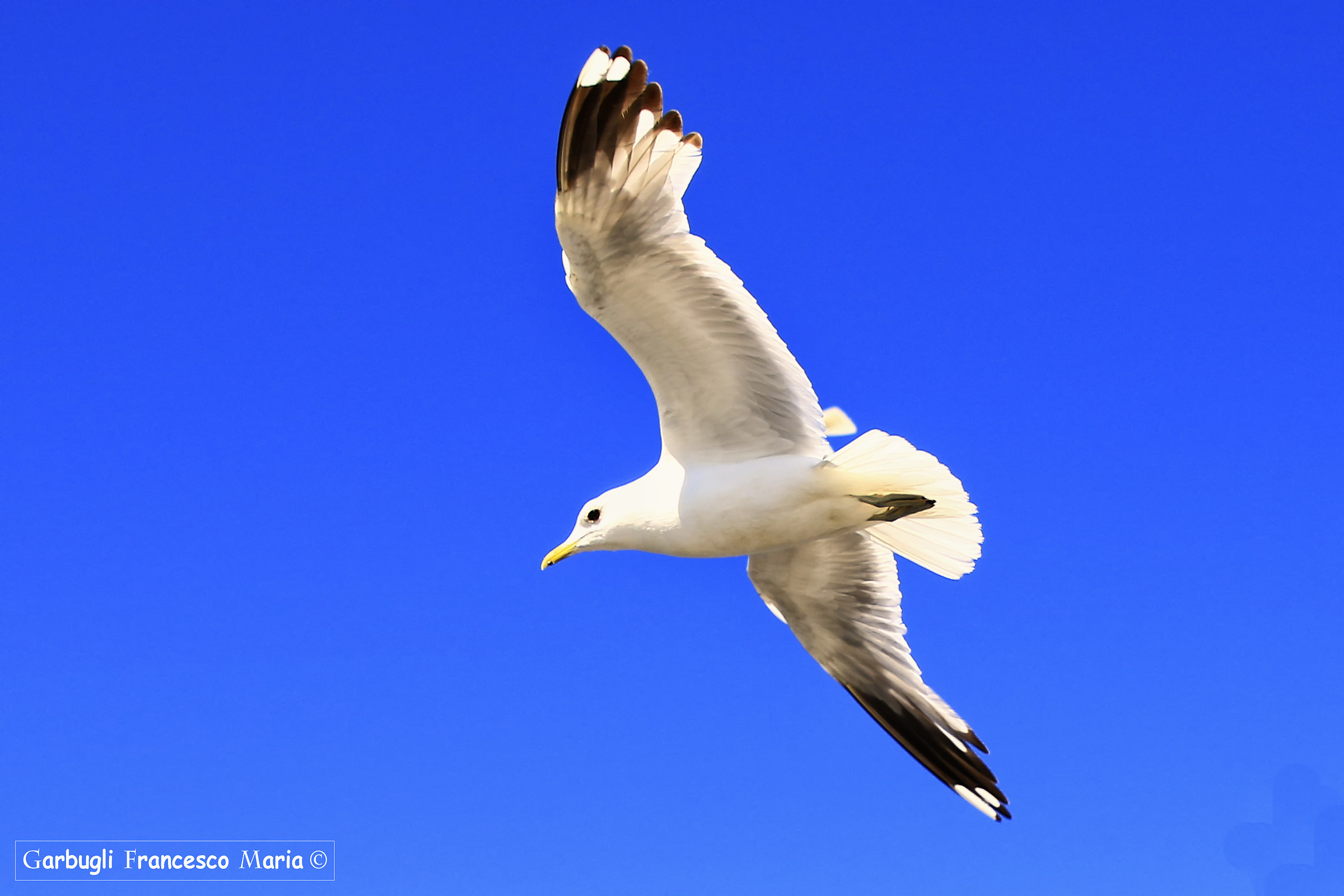 Flight of the Gull Kristiandand 1