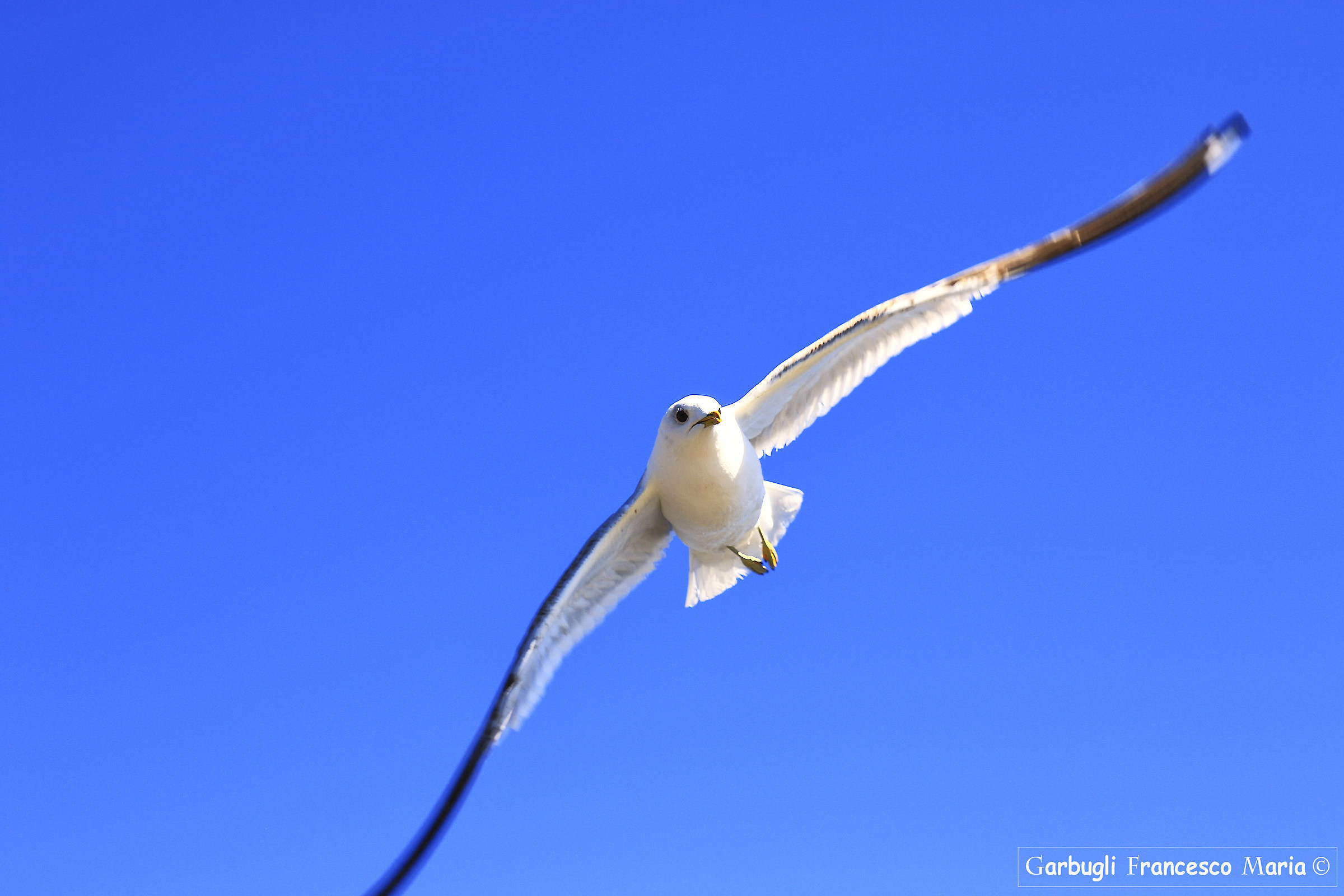 Flight of the Gull Kristiandand 2