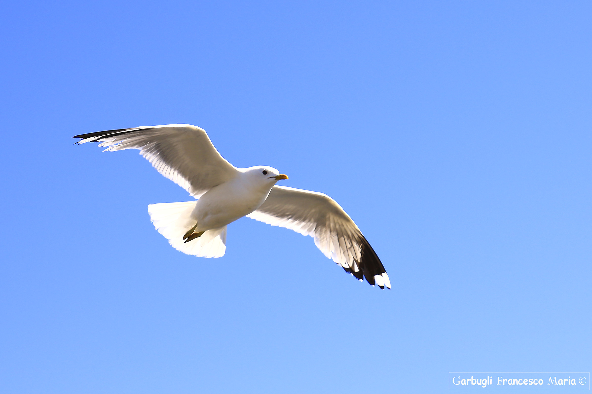 Flight of the Gull Kristiandand 3