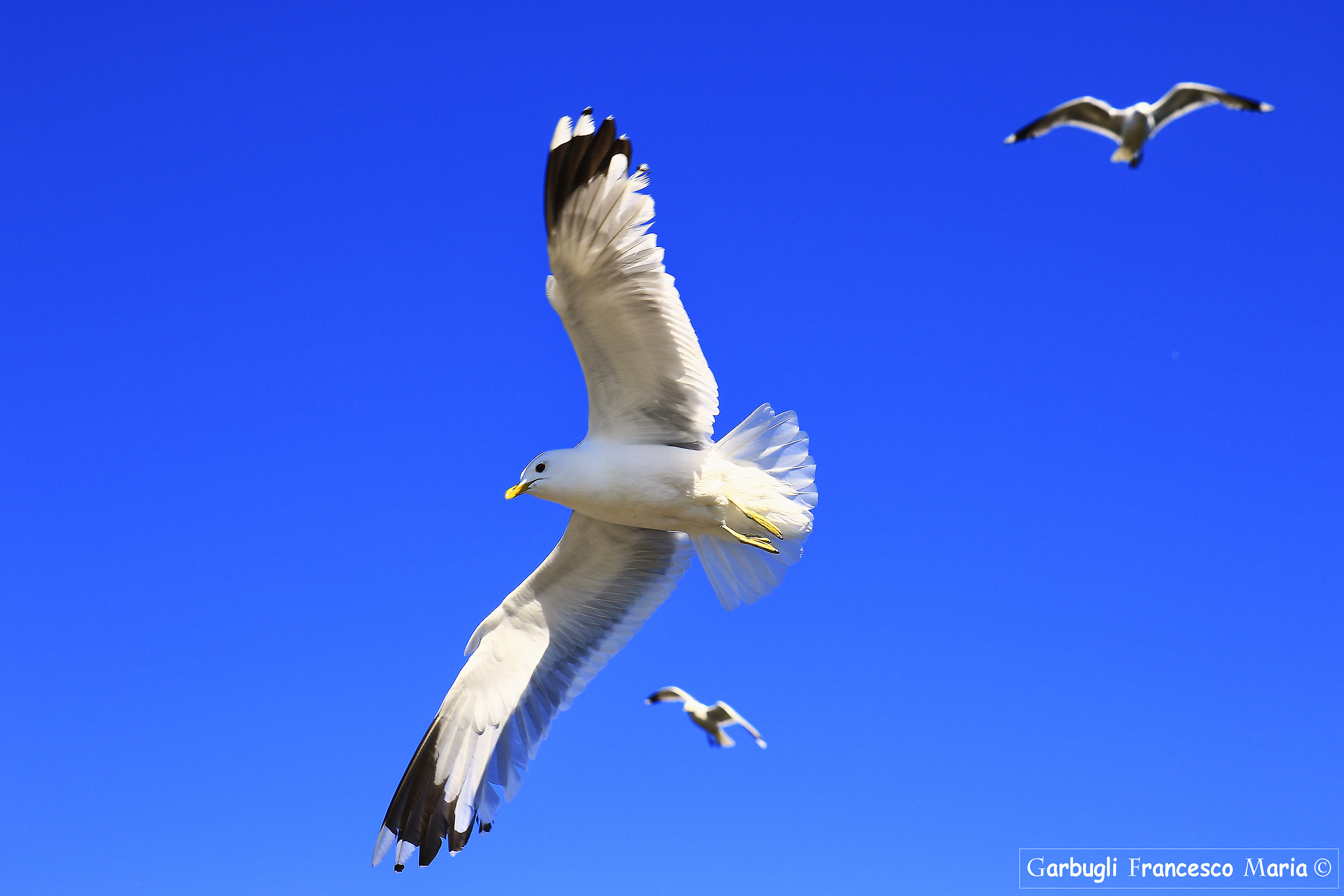 Flight of the Gull Kristiandand 4