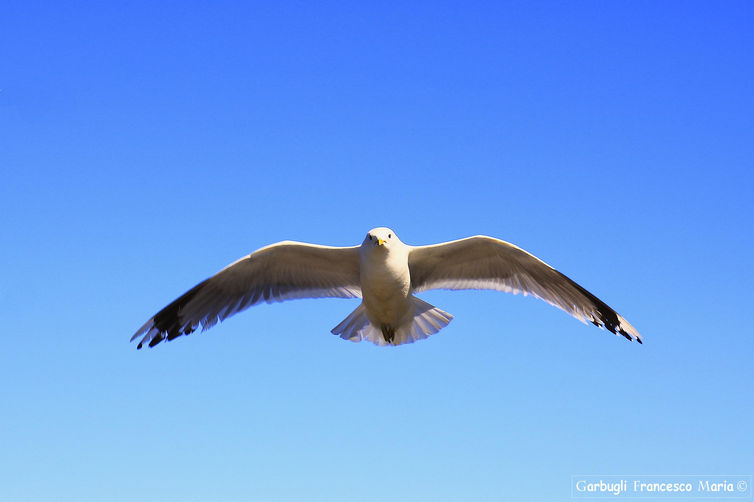 Flight of the Gull Kristiandand 5