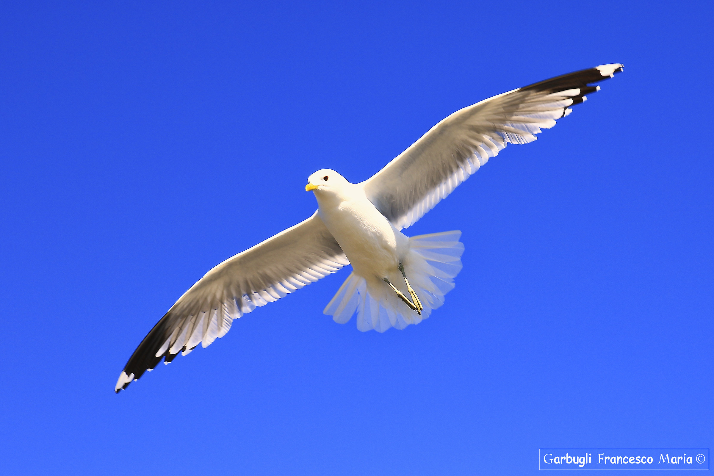 Flight of the Gull Kristiandand 6