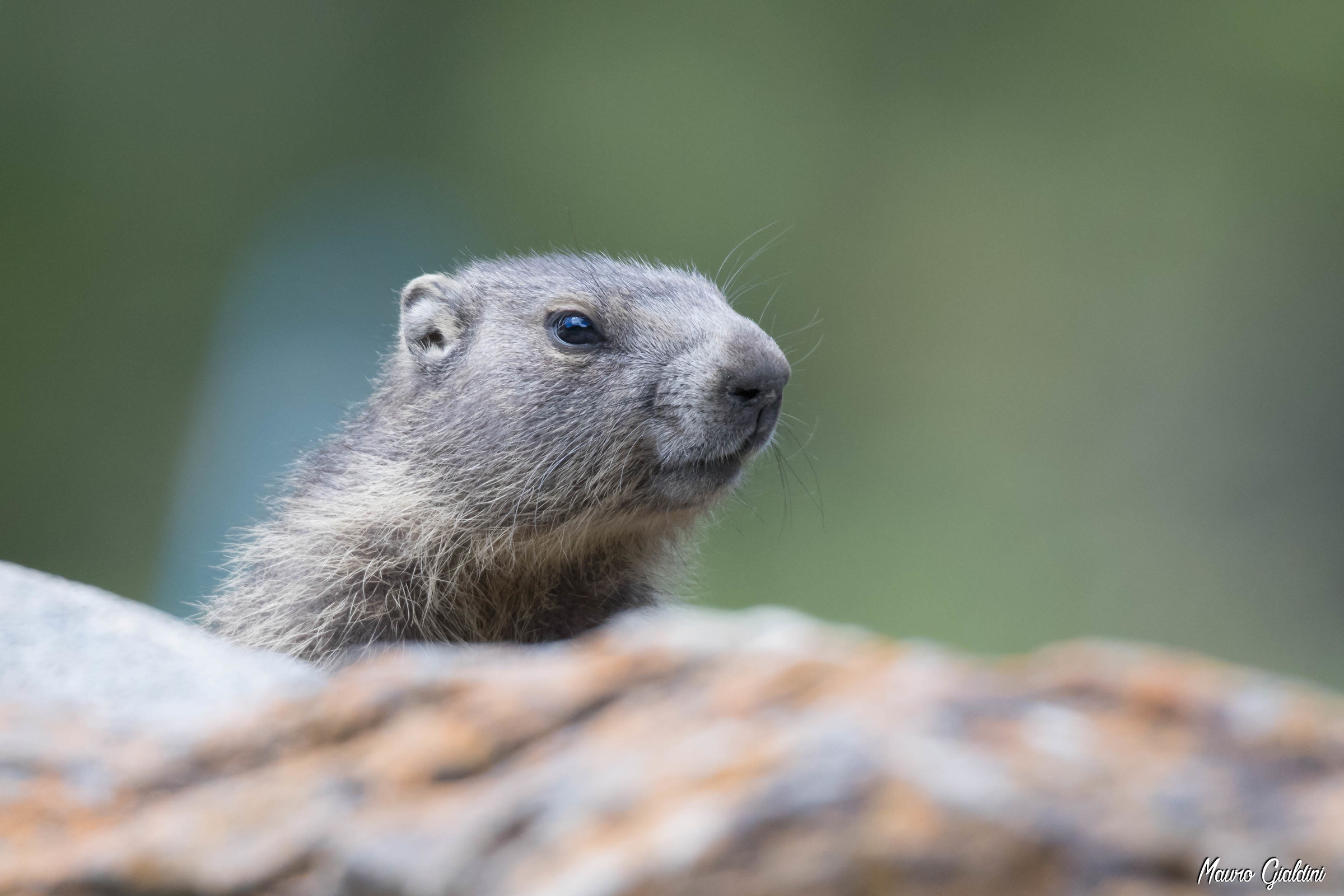 Marmot