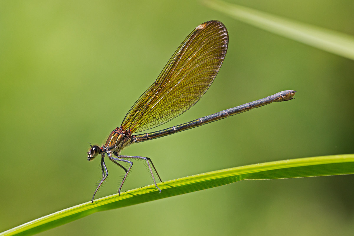 Calopteryx  haemorrhoidalis - femmina