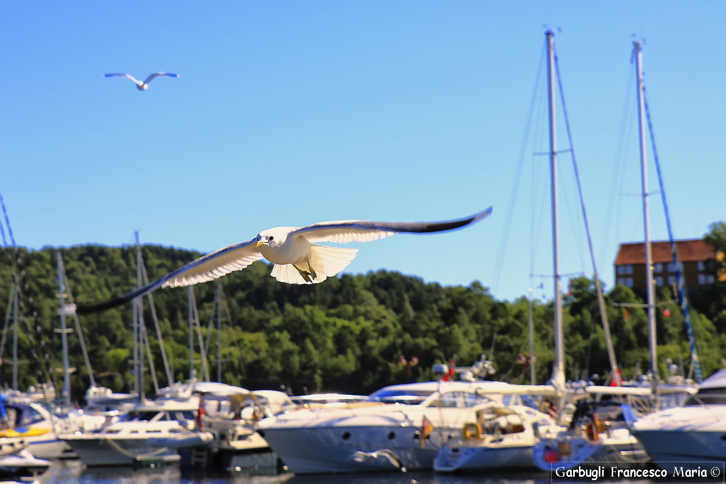 Flight of the Gull Kristiandand 7