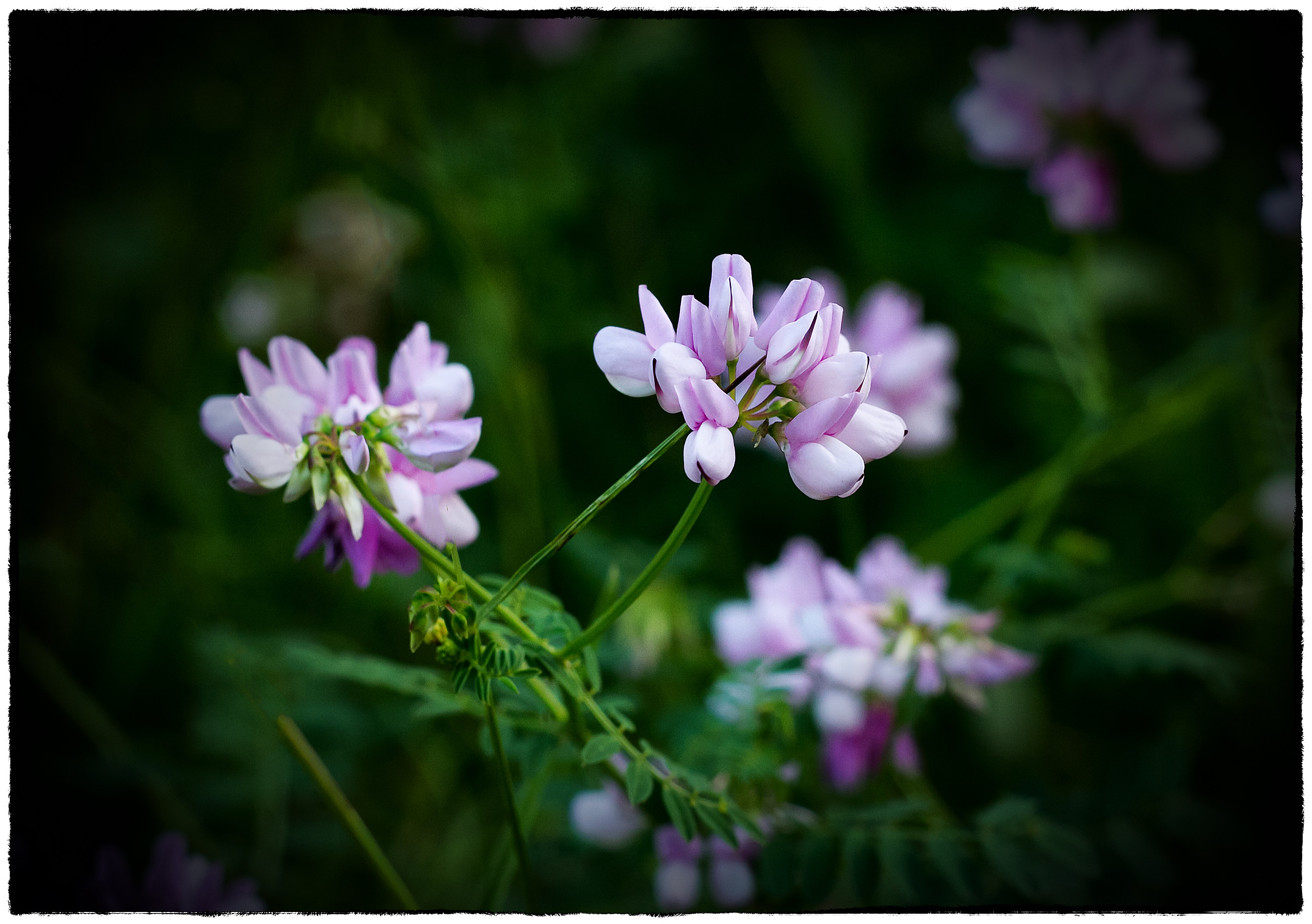 La semplicità dei fiori selvatici......