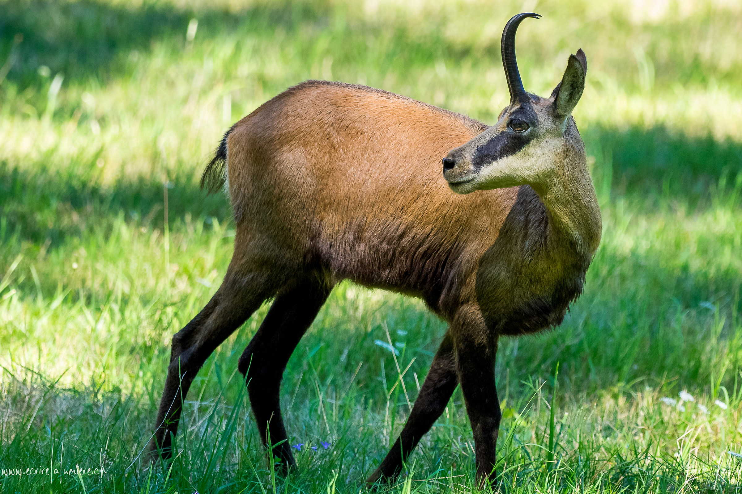 Chamois de plaine
