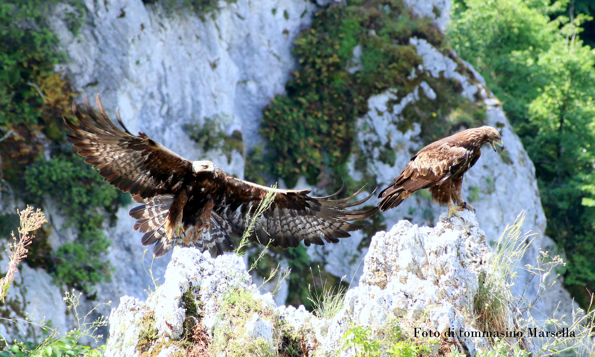 Coppia di Aquile Reali
