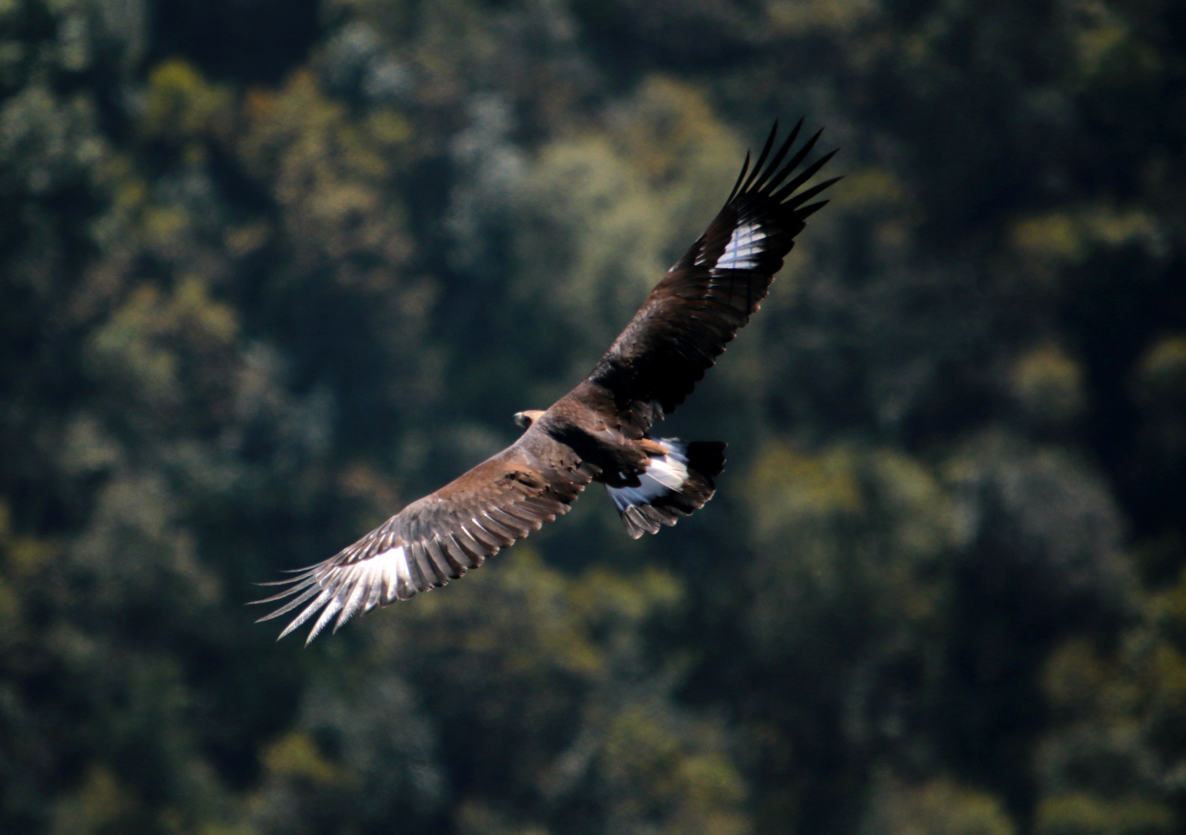 Giovane di Aquila reale