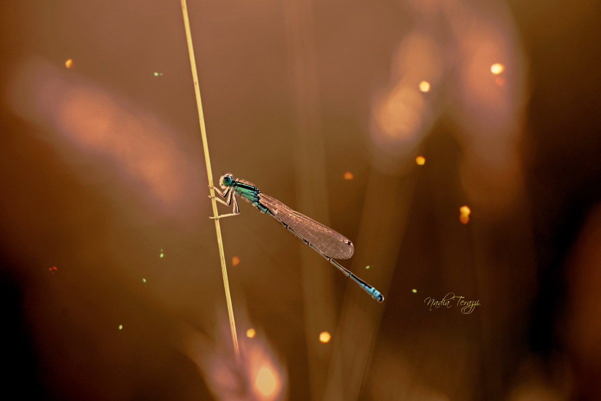 my first dragonfly