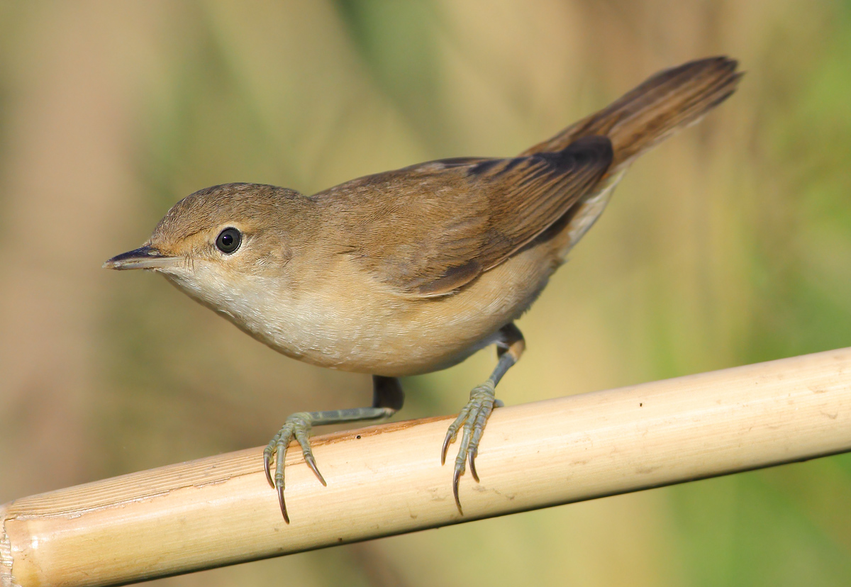 reed warbler