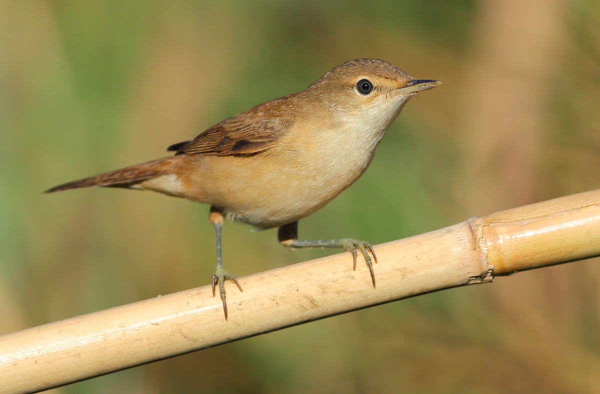 reed warbler
