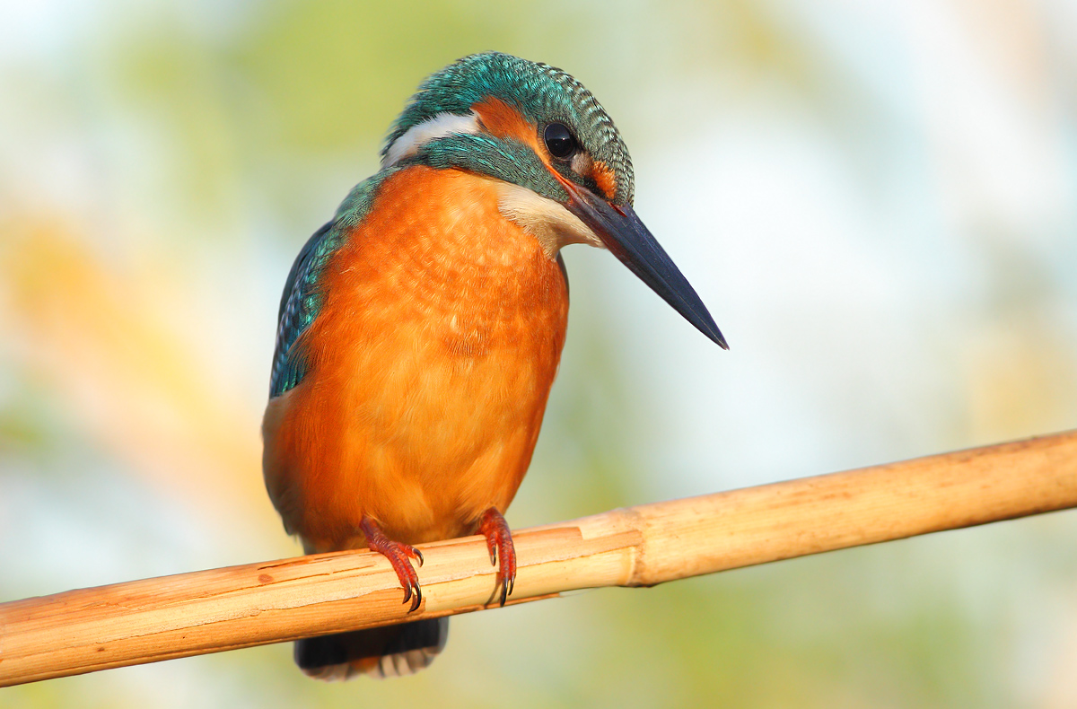 Kingfisher