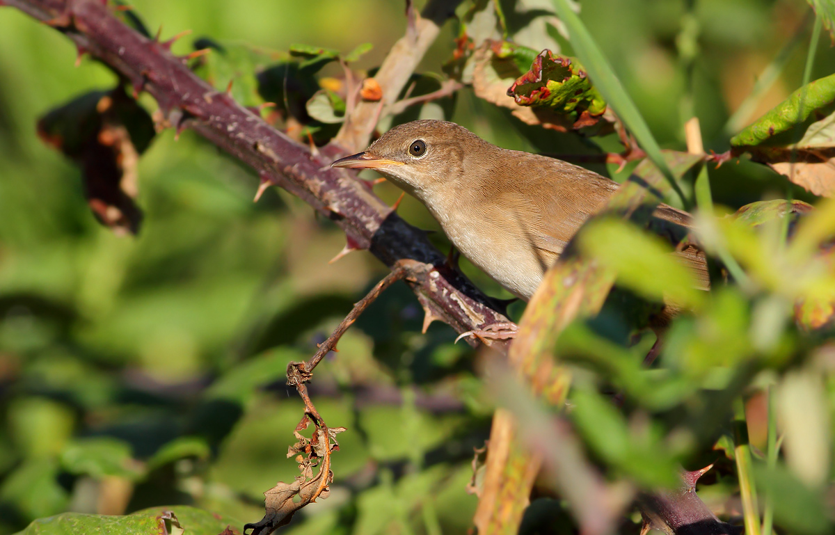 Savi's Warbler