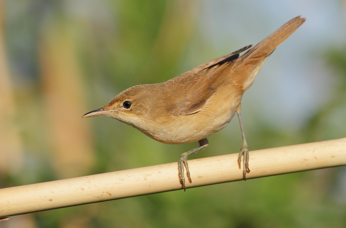 reed warbler